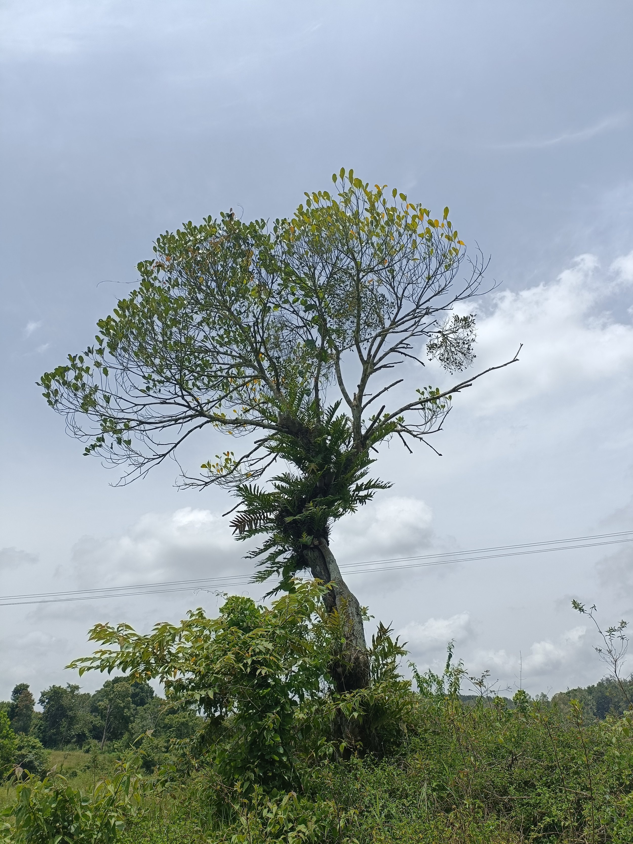 Artocarpus heterophyllus - Jackfruit