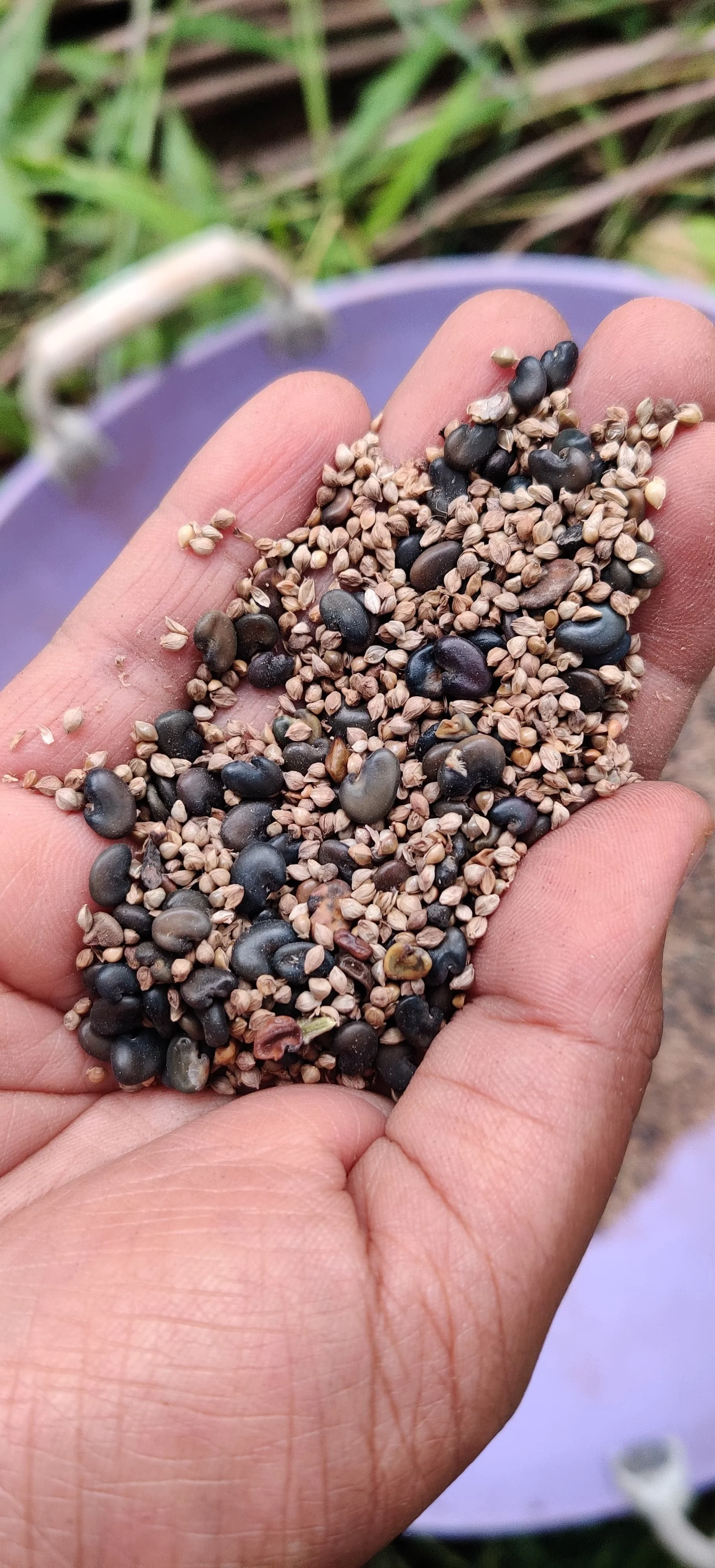 Biomass seed mix for pits and newly-made coconut pathis/rounds