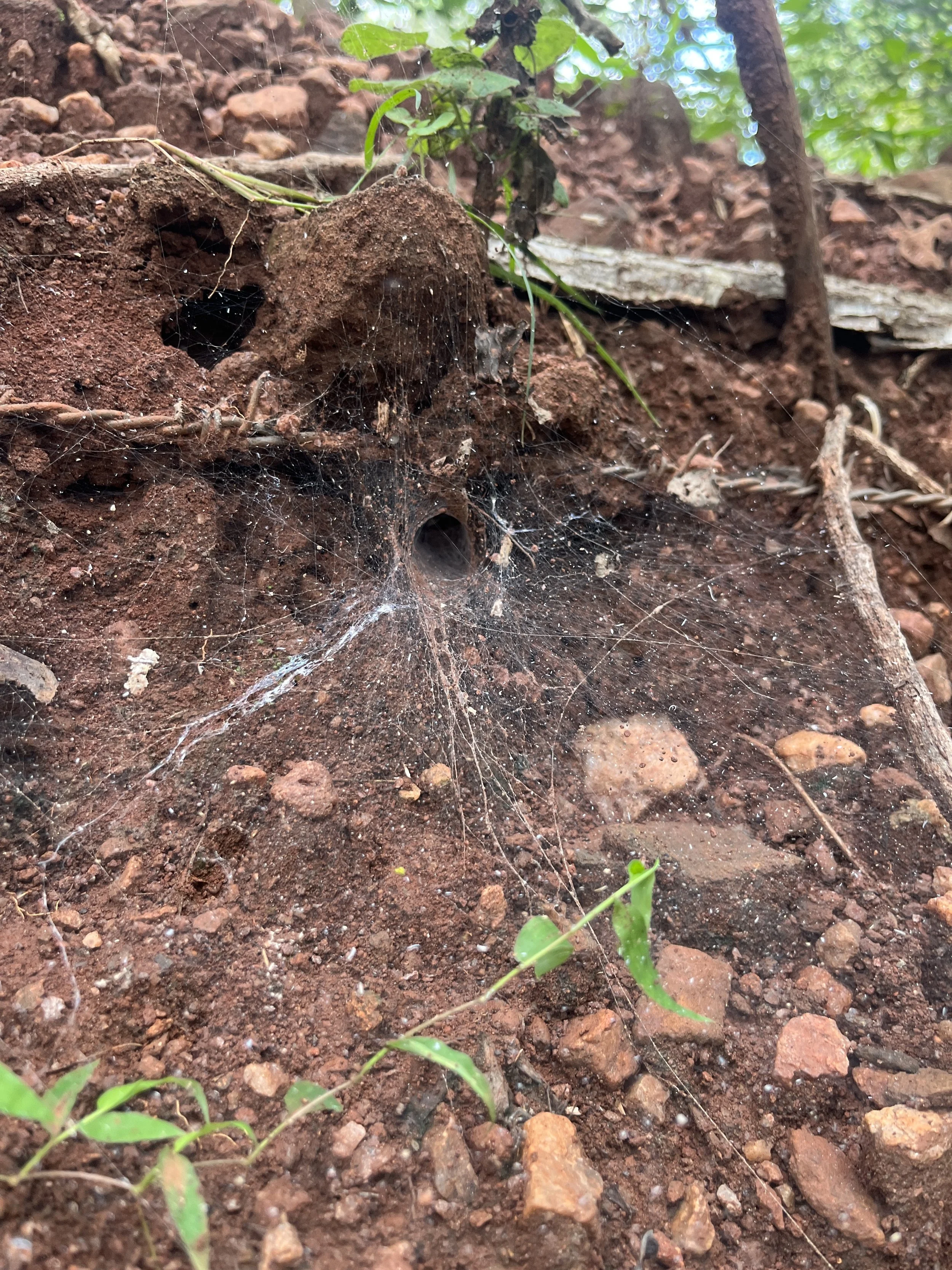 Funnel web spider
