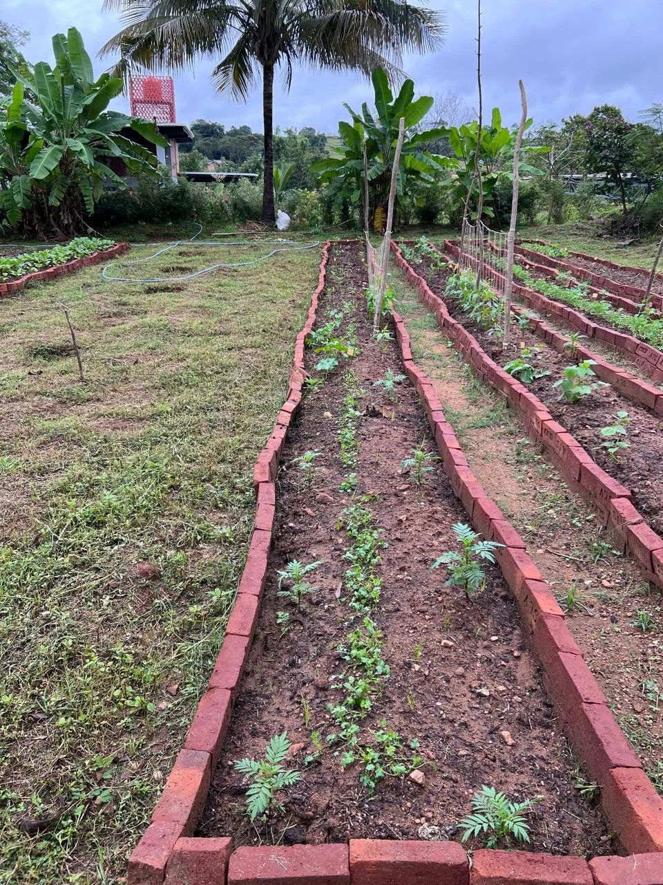 Left - tree row; right - veggie beds [photo from client]