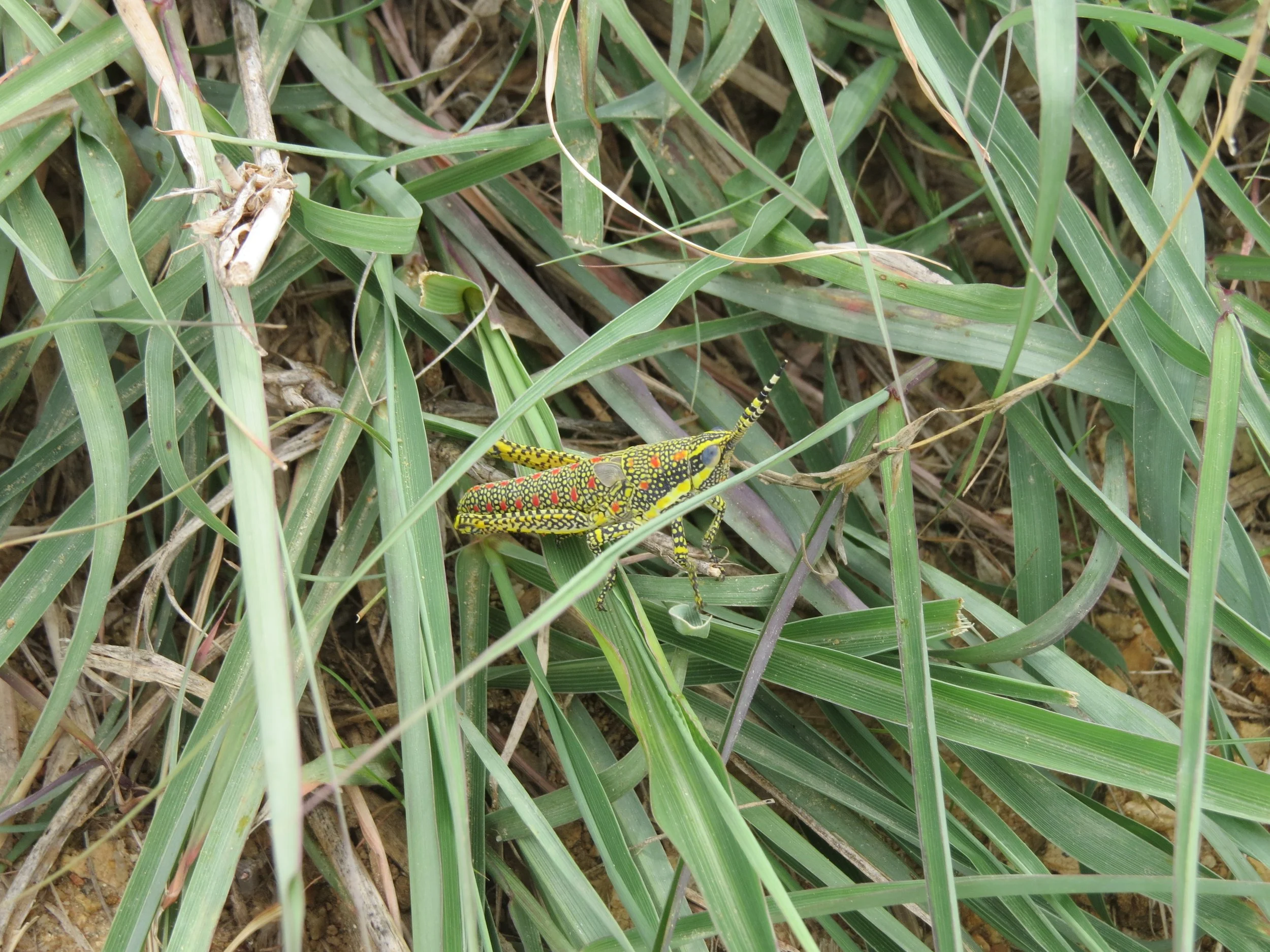 Painted Grasshopper