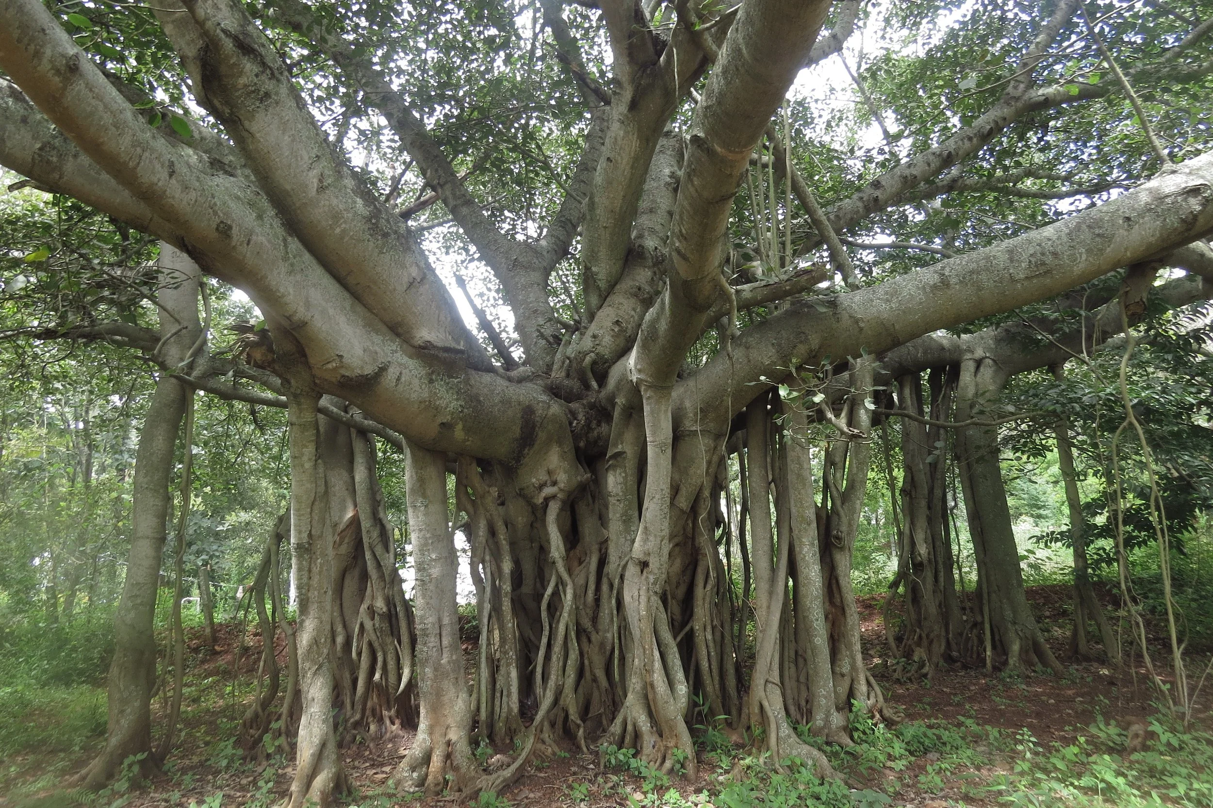 Banyan tree on site