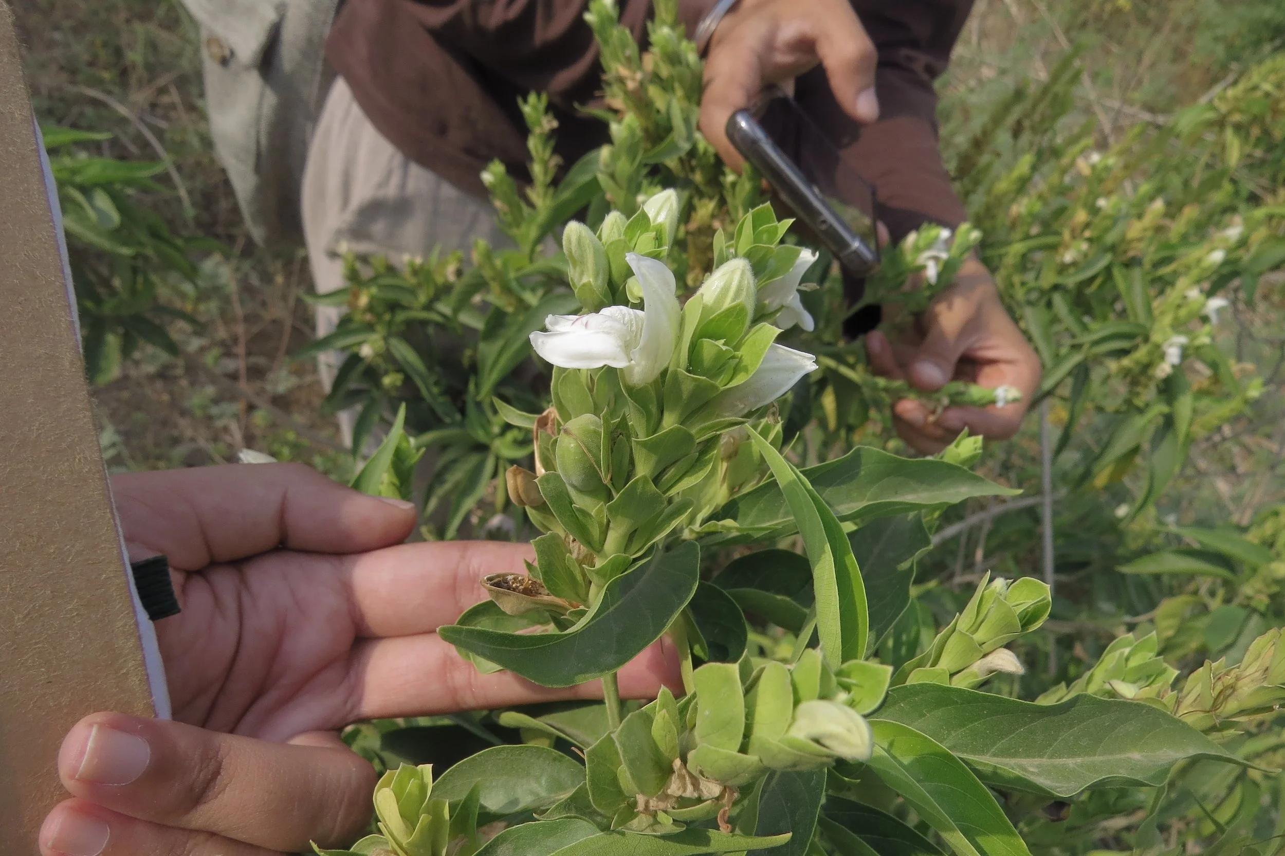 Justicia adathoda (Arus), prominent understory species