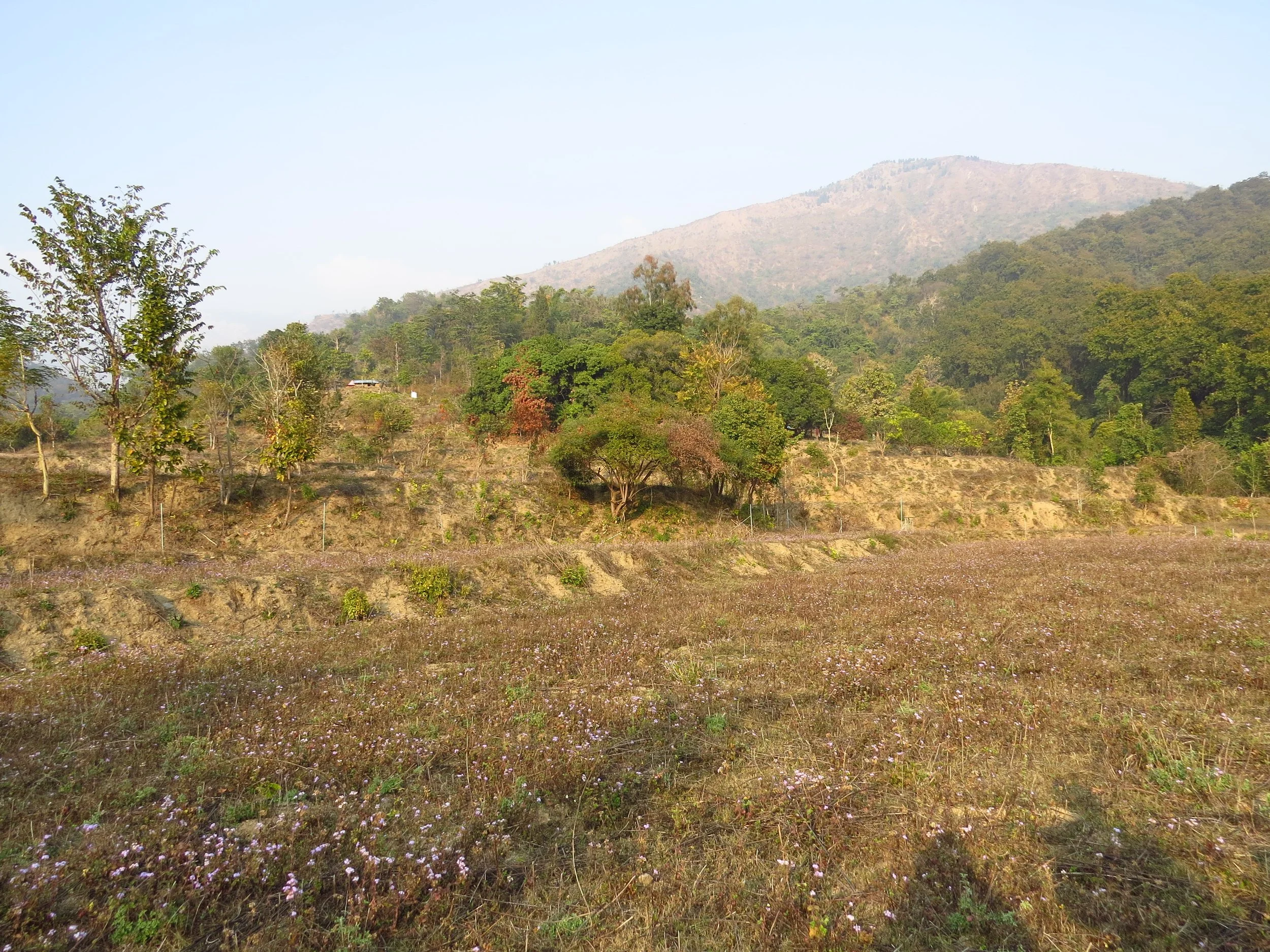 View of site - terraced, degraded land (dry season)