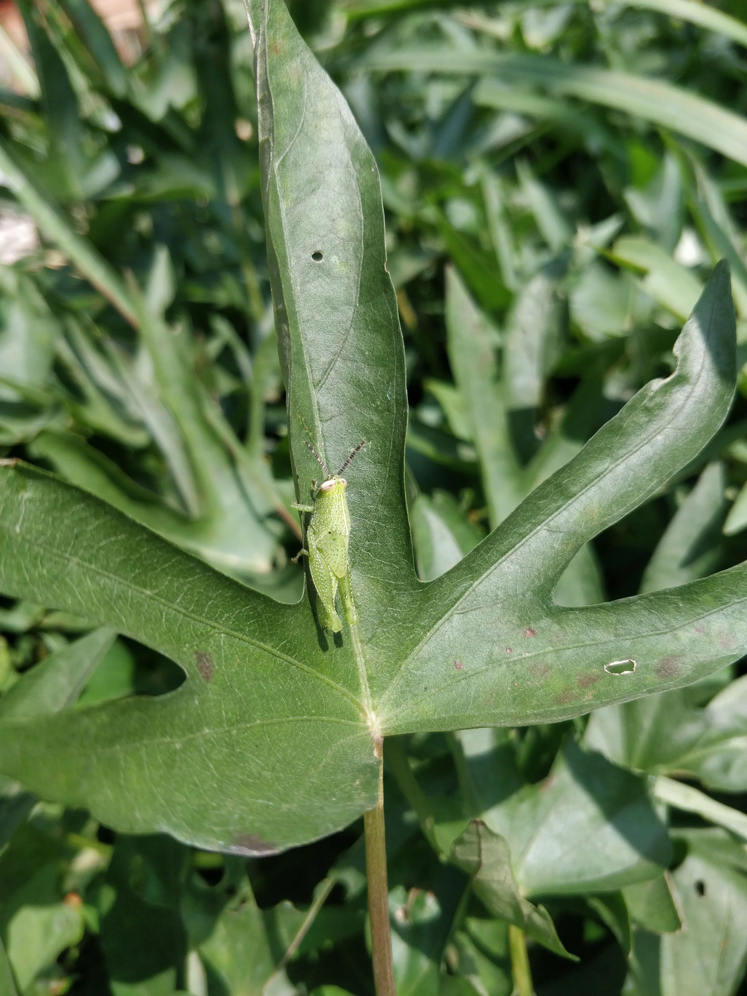 Grasshopper on sweet potato leaf