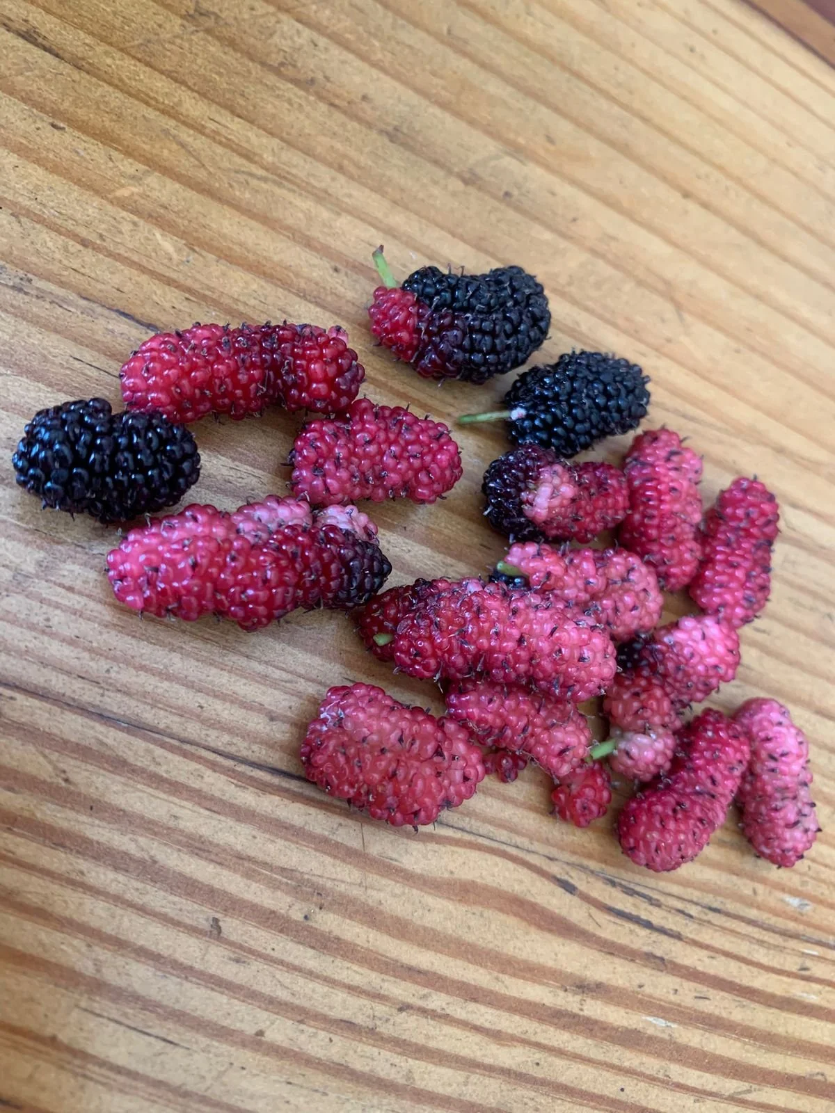 Mulberry harvested by client on site (PC credits Client) 