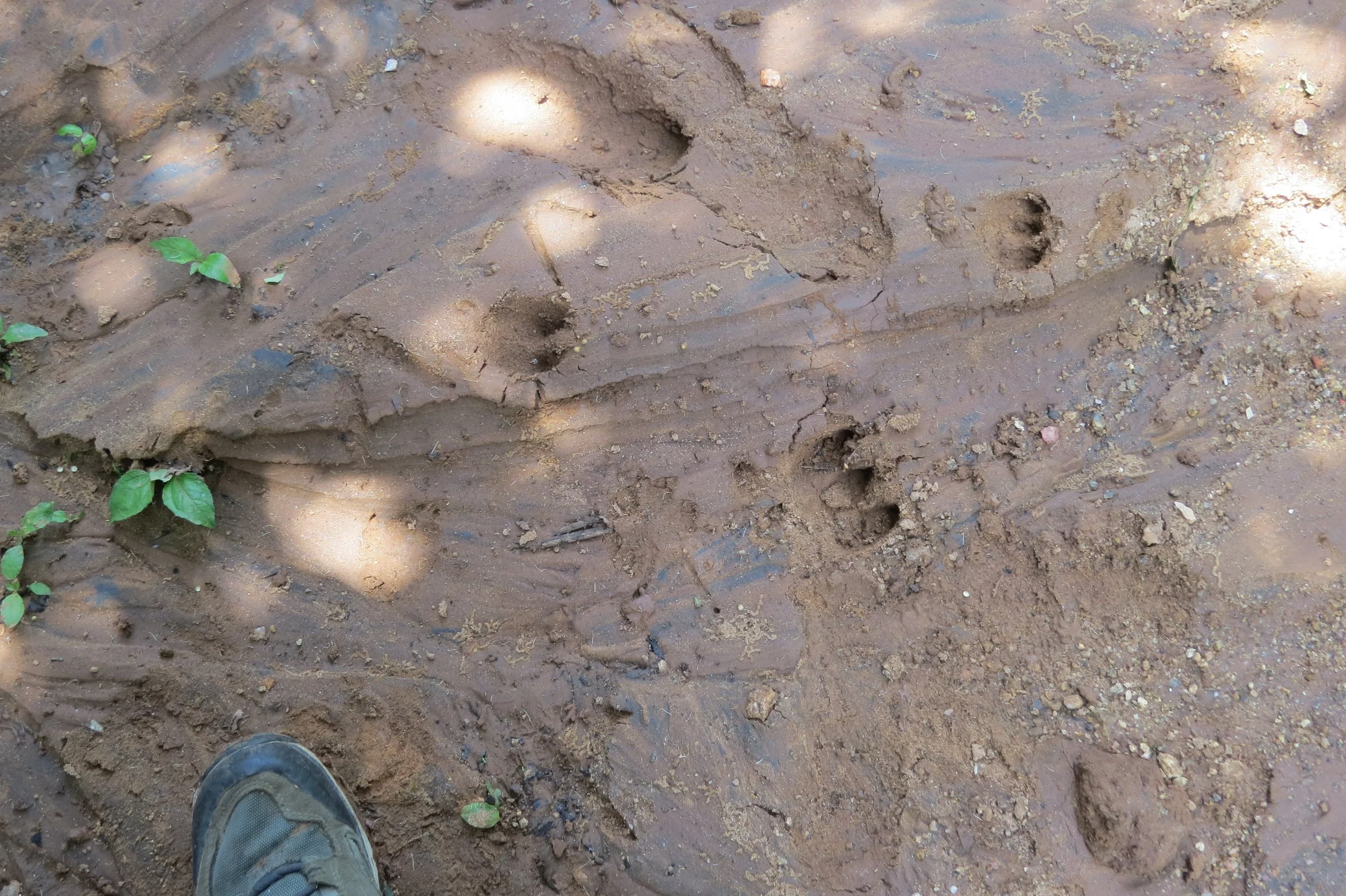 Wild boar pug marks
