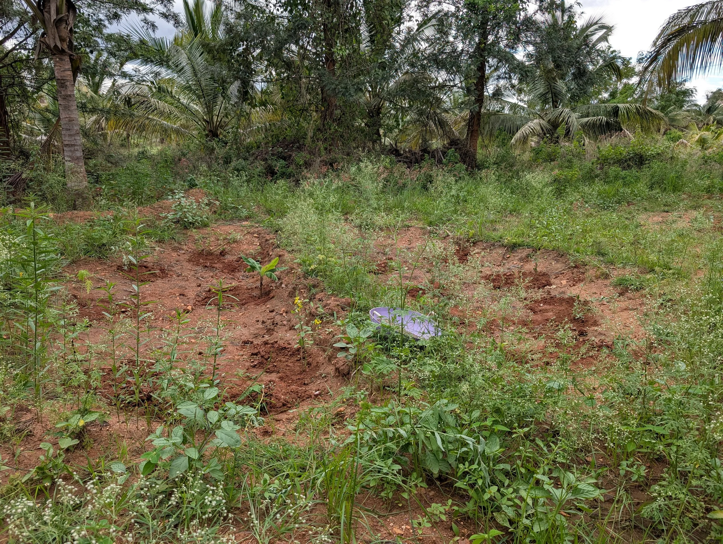 Guilds starting to grow, however much (much) more mulch is needed!  