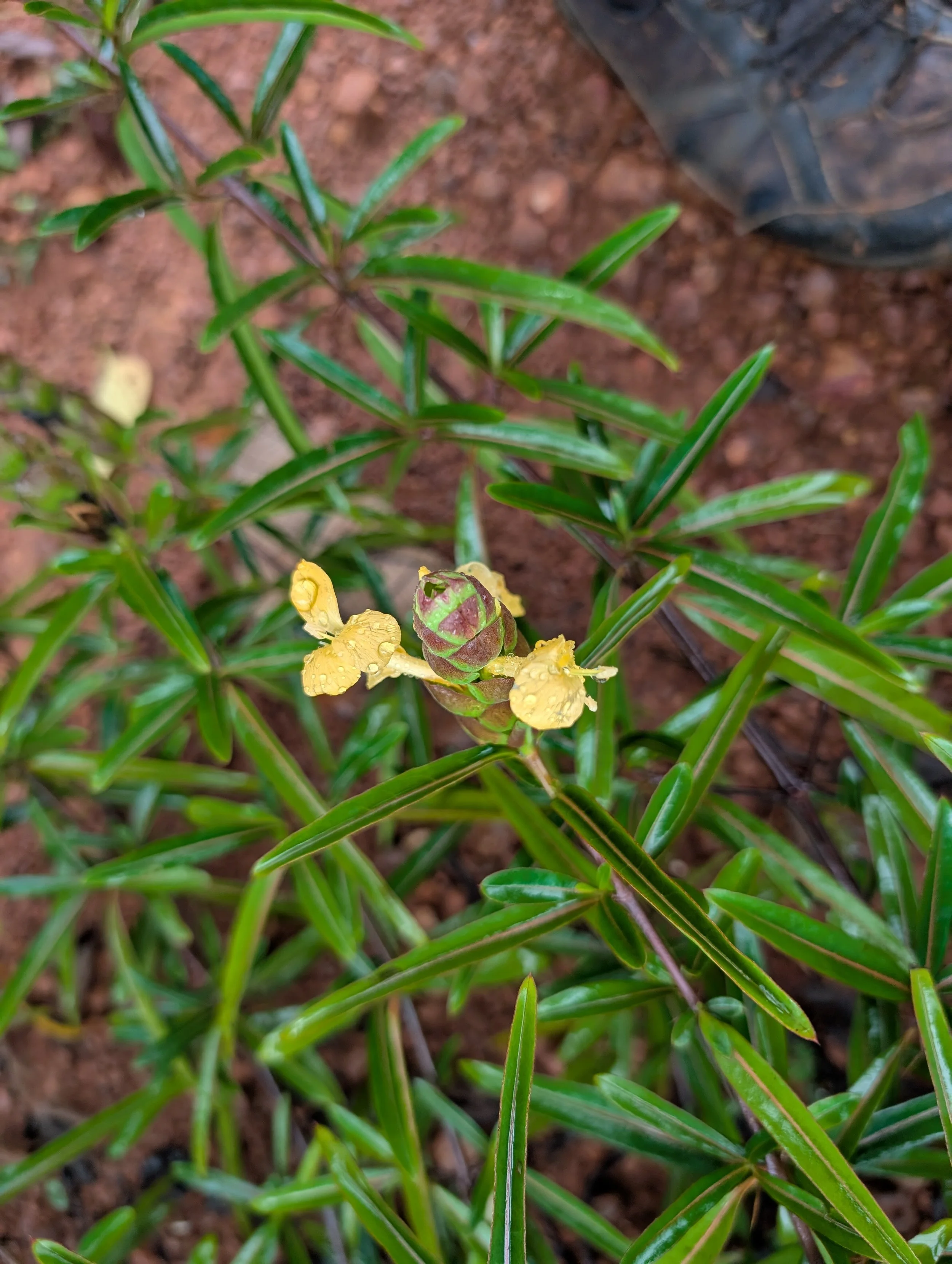 Living fence in 6 months (Barleria prionitis)