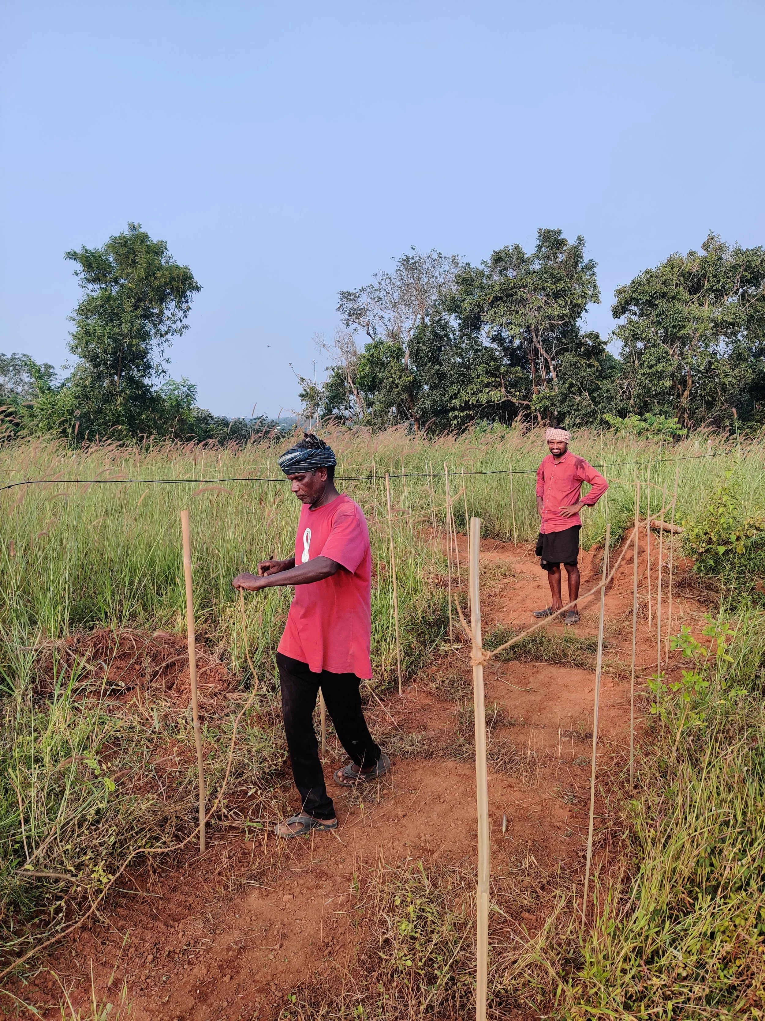 Demarcated the pathways to be maintained