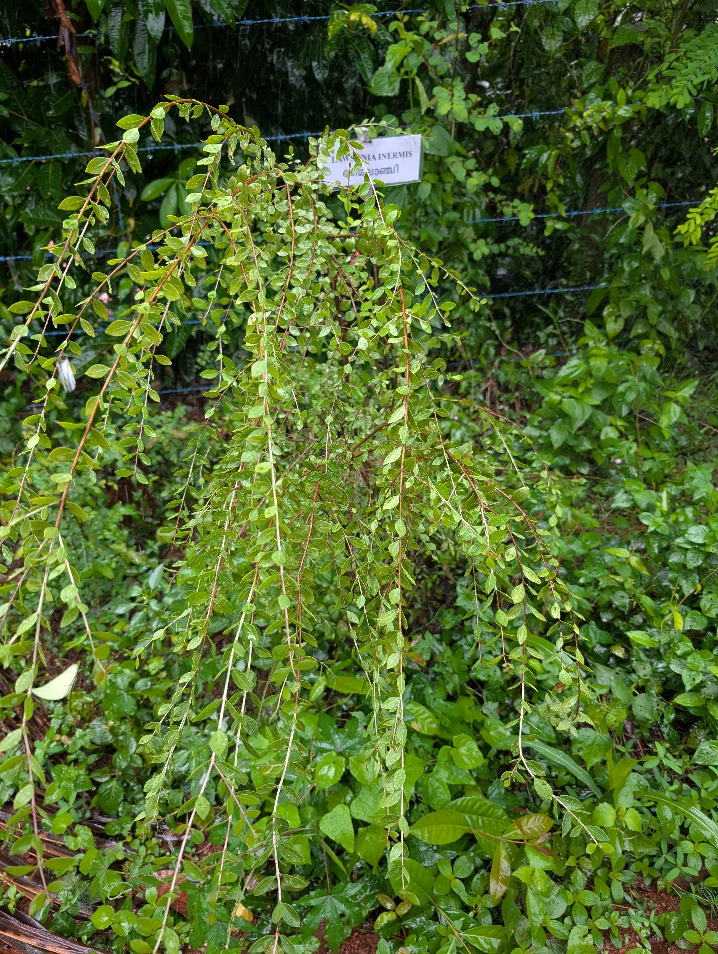 Living fence in 6 months (Lawsonia inermis)