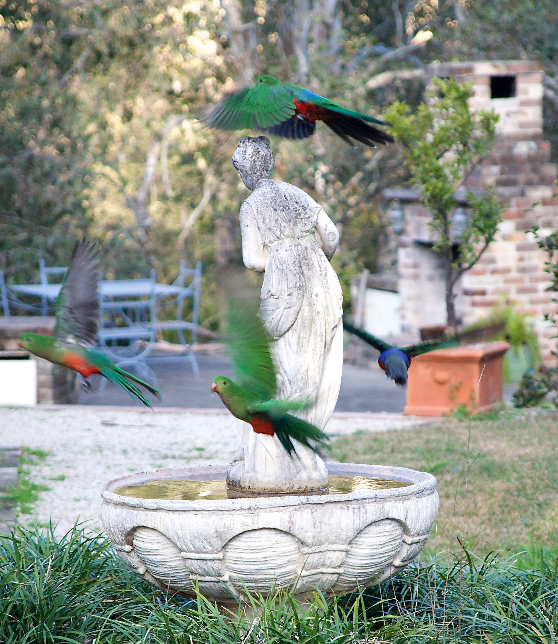 king parrots near fountain (1 of 1).jpg