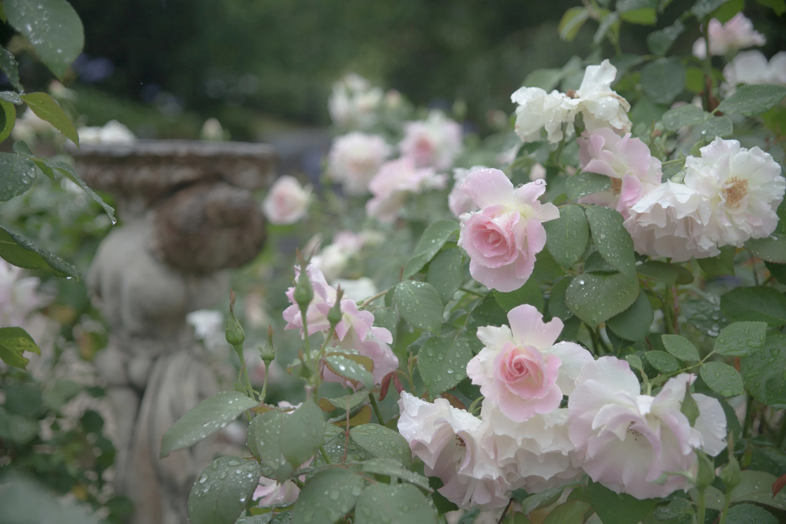 roses out of focus (1 of 1).jpg