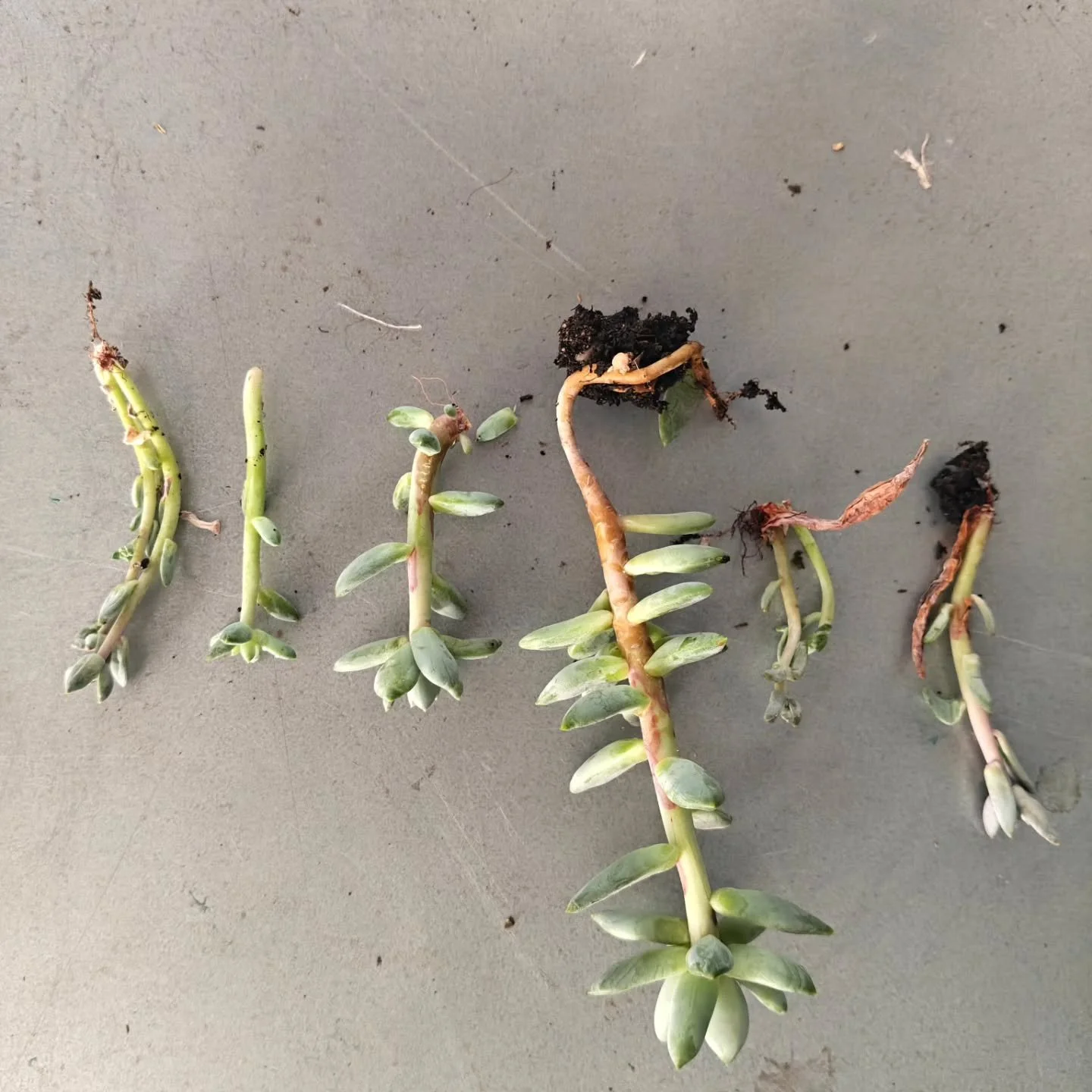Easter came and spring has sprung!&nbsp;

Such a joyful week of celebrations and sunshine, here it is in images:&nbsp;

Preparing succulents for &lsquo;Clean Air Canal&rsquo;

Son and nephew in a towel ball&nbsp;

Coriander splitting 2026 season&nbsp