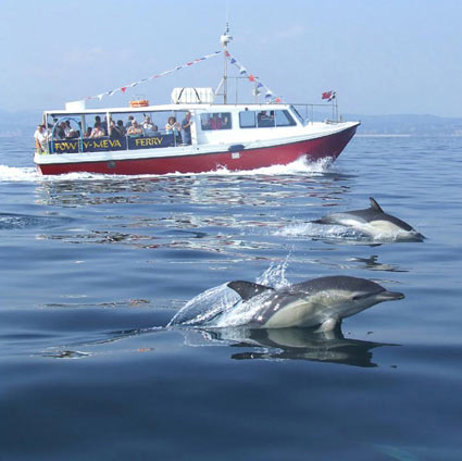 Bessie with common dolphins