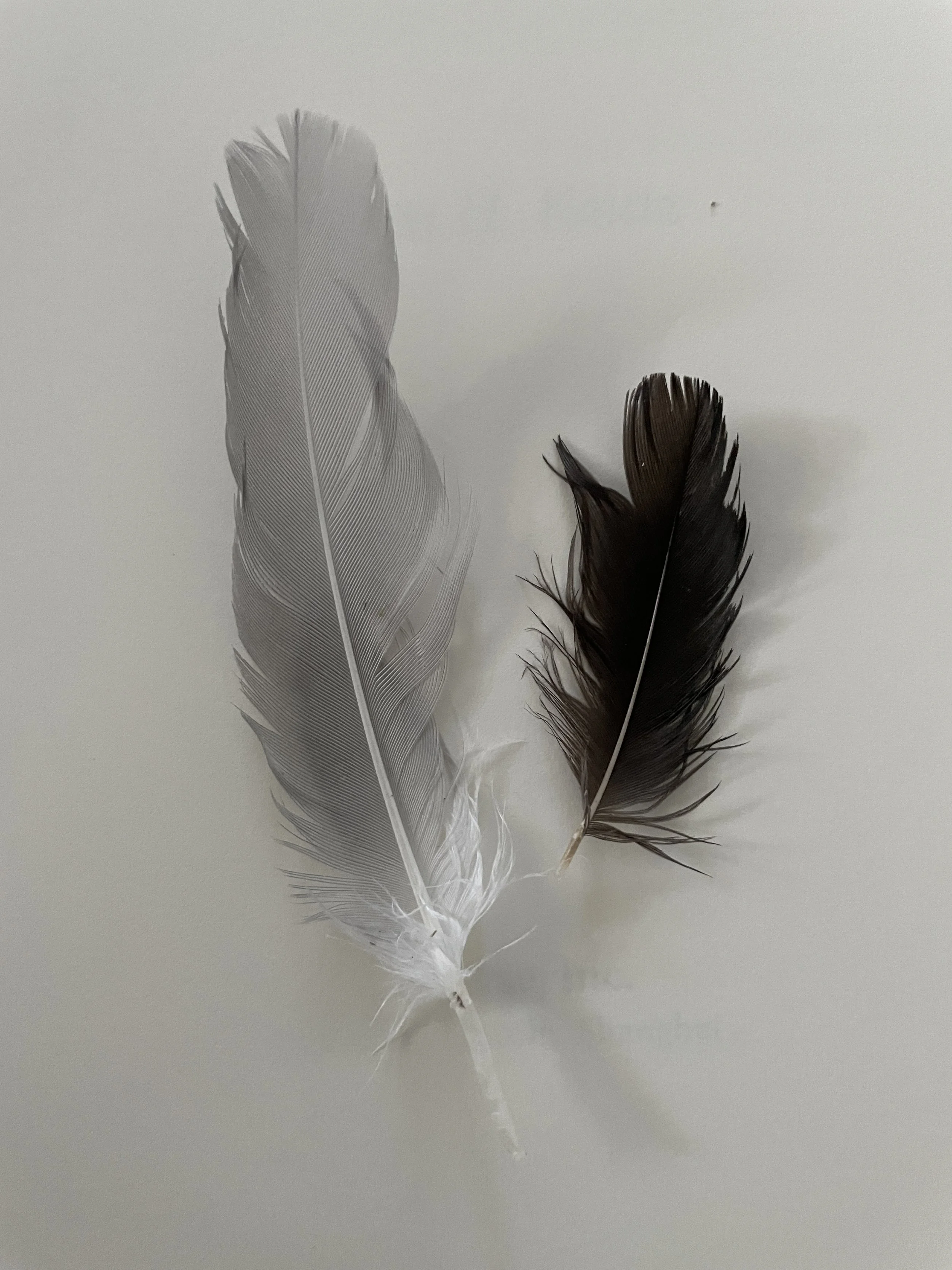 Three feathers, one gray and white, one darker brown and black, lying on a light gray surface.