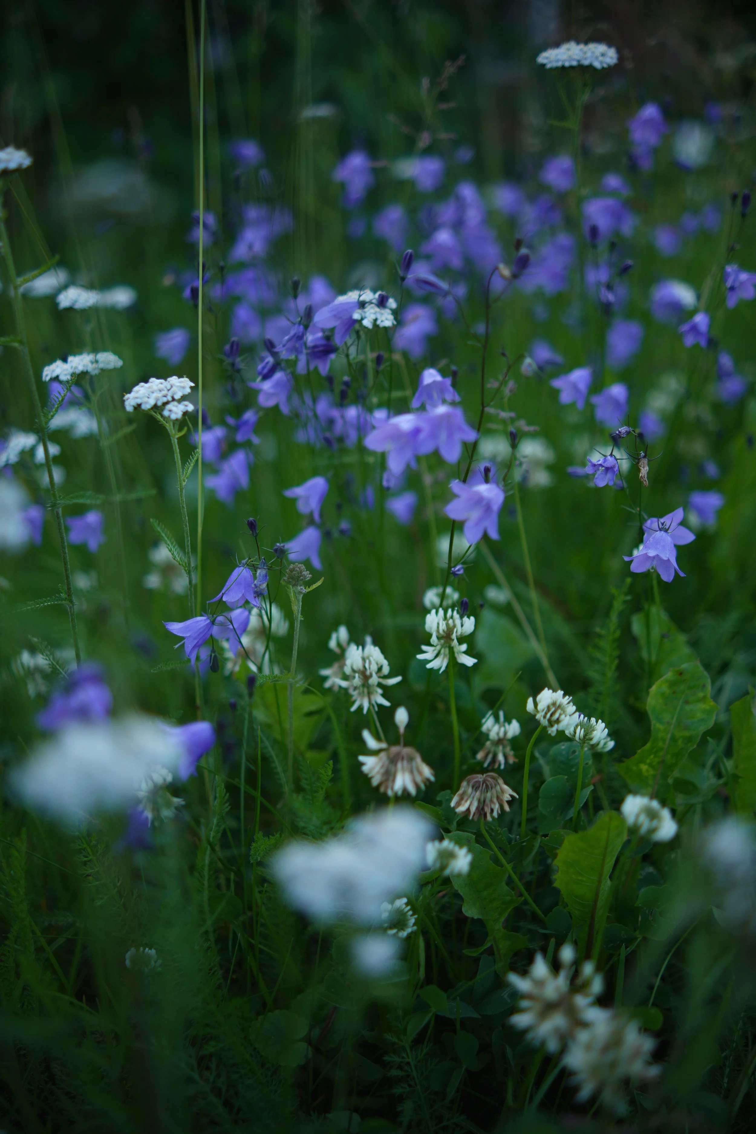 Close-up of wildflowers, mainly purple and white, amidst green grass and foliage.