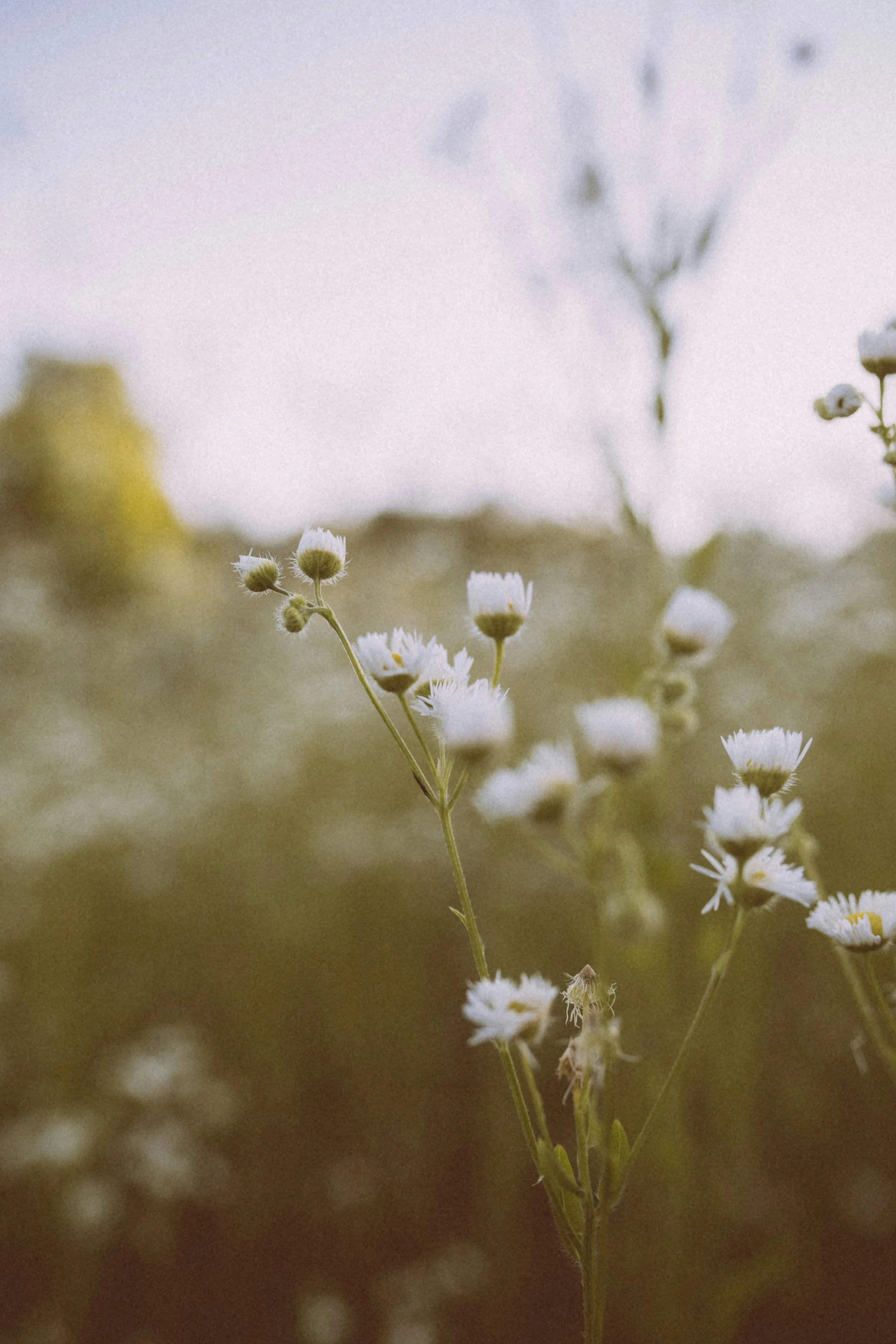 Unsplash Simona Sergi