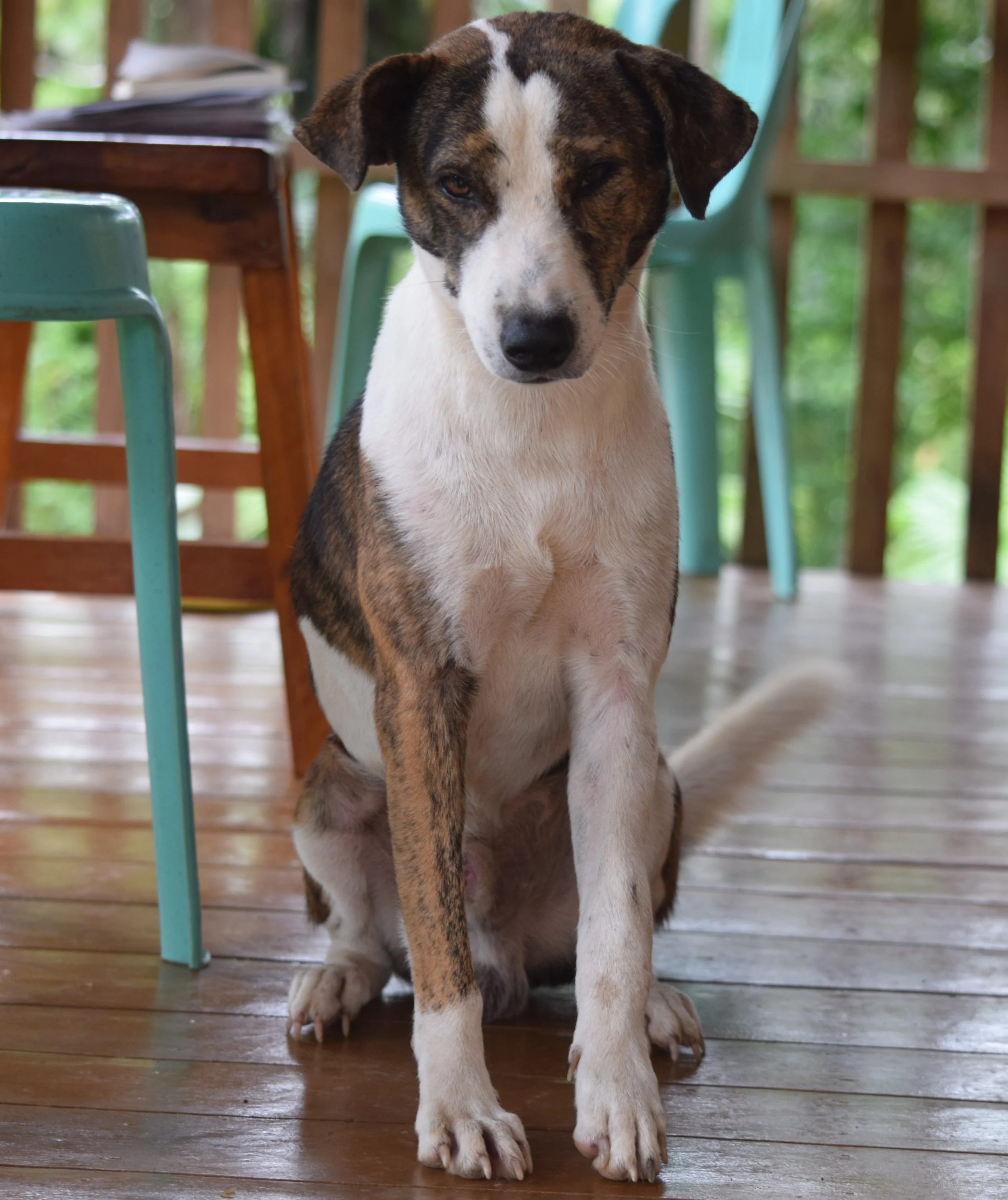 My beautiful pet dog in the Philippines, Bogart..
