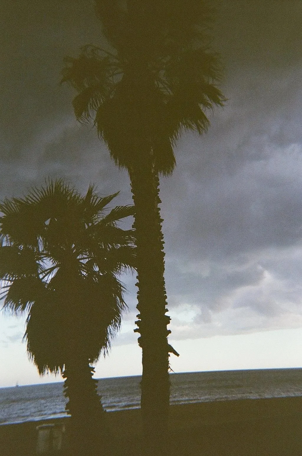 palmsilouette.jpg