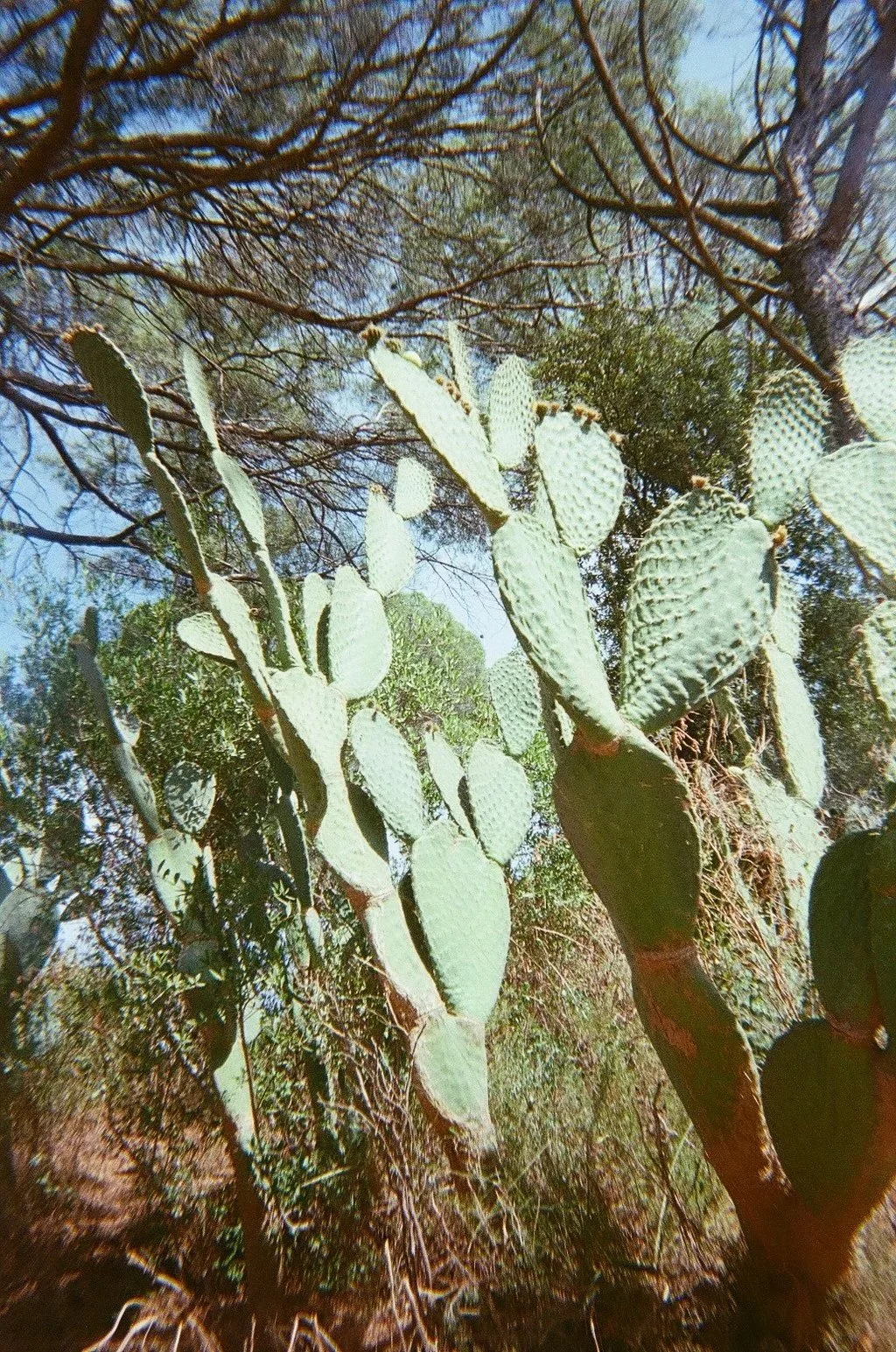 cactus1.jpg