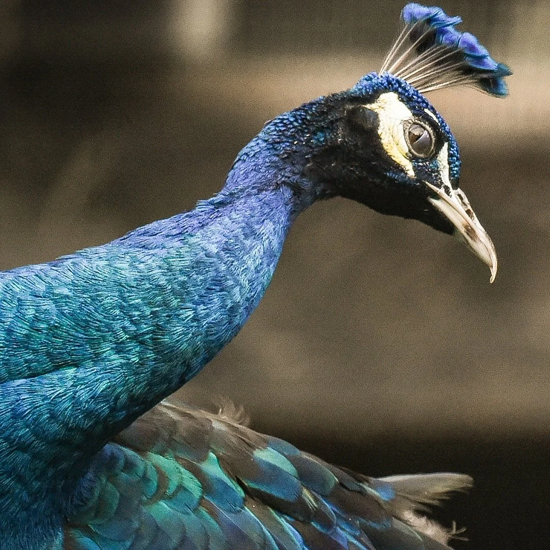 Switching things up before the football season begins.. Spent some time at the South Park Game Preserve this morning. #southparkgamepreserve #buffalo #nikon @nikonusa @sigmaphoto