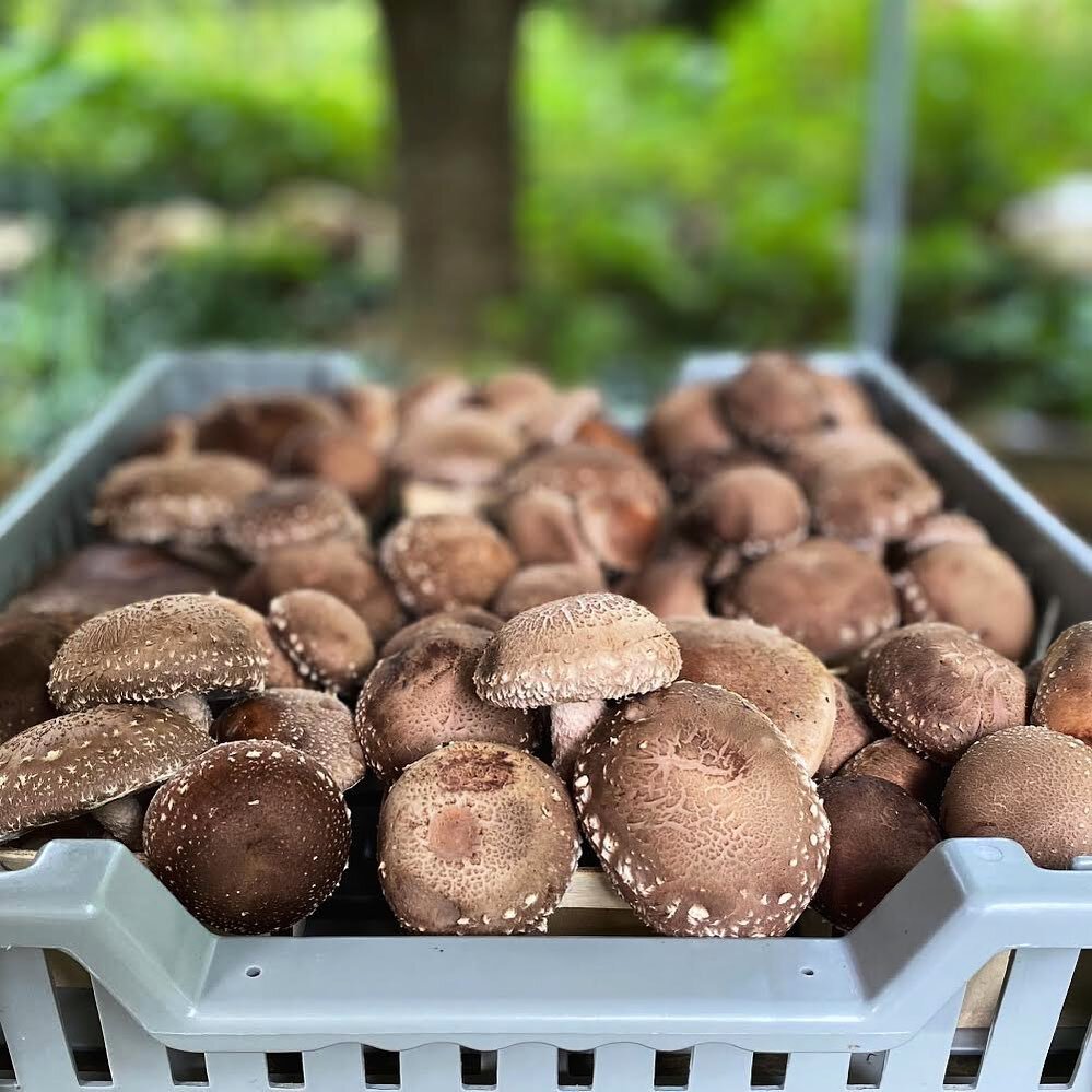 ⚡️It&rsquo;s shiitake season again! ⚡️Get your hands on &lsquo;shrooms this weekend at the WHEATLAND SPRING FARMER&rsquo;S MARKET: Our friends @wheatlandspring have a lovely, hyperlocal farm market every Saturday from 11-1 PM. We&rsquo;ll be joining 