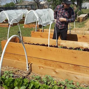 Chef Matt Owen checks on his growing crop of ingredients.