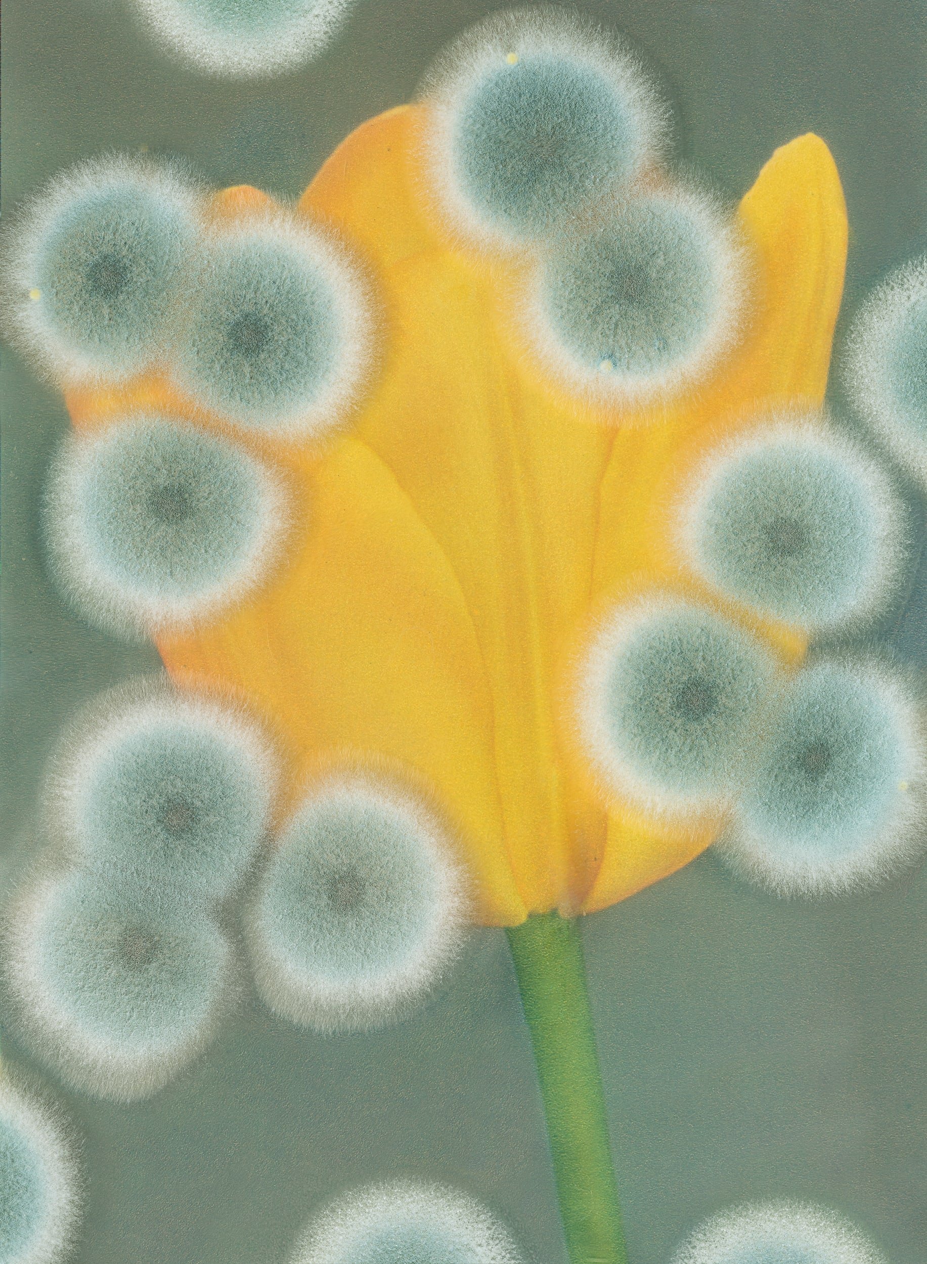 Image: Aspergillus #01 - Darwin Tulip 'Golden Age' 