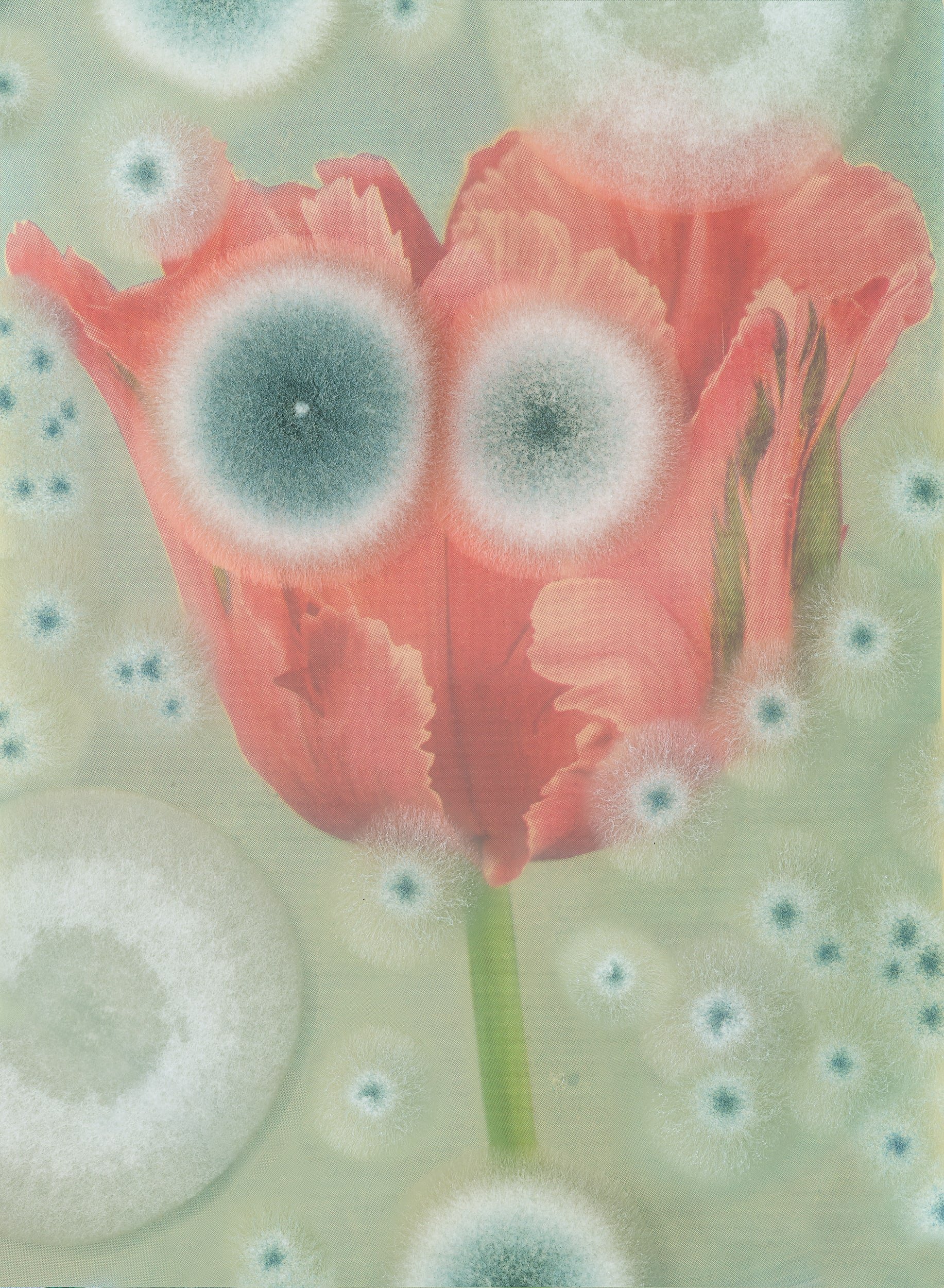 Image: Aspergillus #03 - Parrot Tulip 'Fantasy'