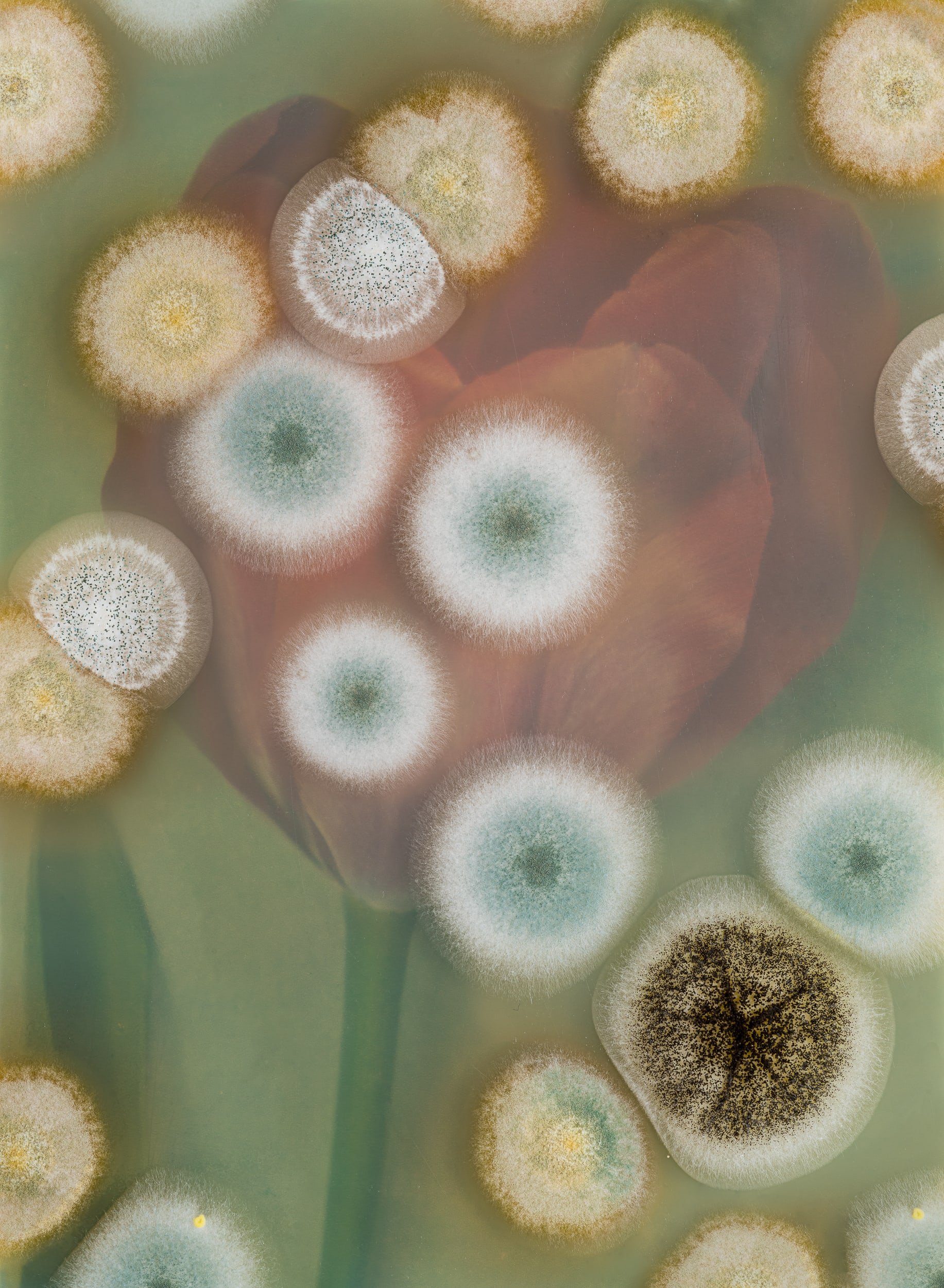 Image: Aspergillus #05 - Cottage Tulip 'Advance'