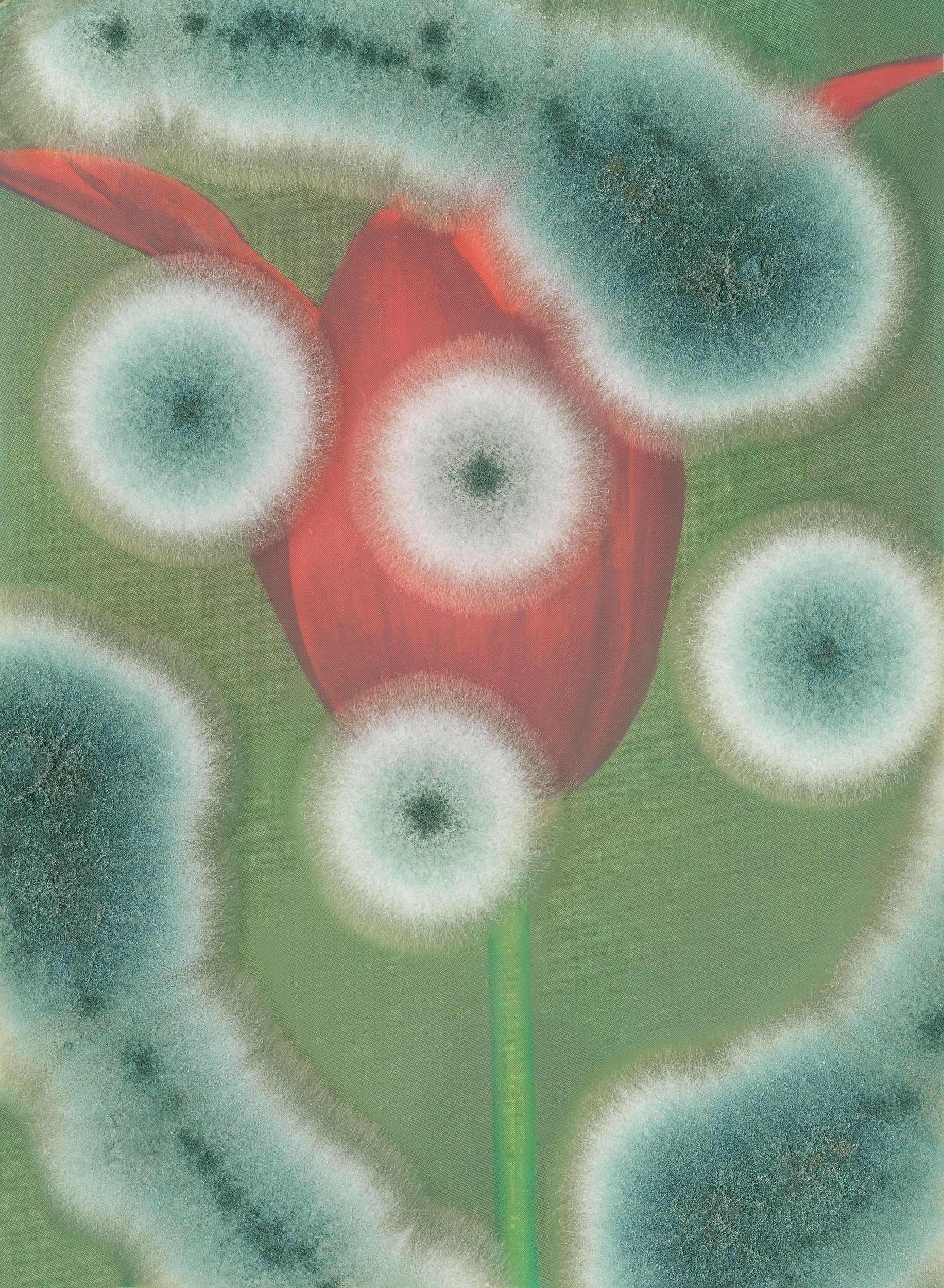 Image: Aspergillus #08 - Lily-Flowered Tulip 'Captain Fryatt' 