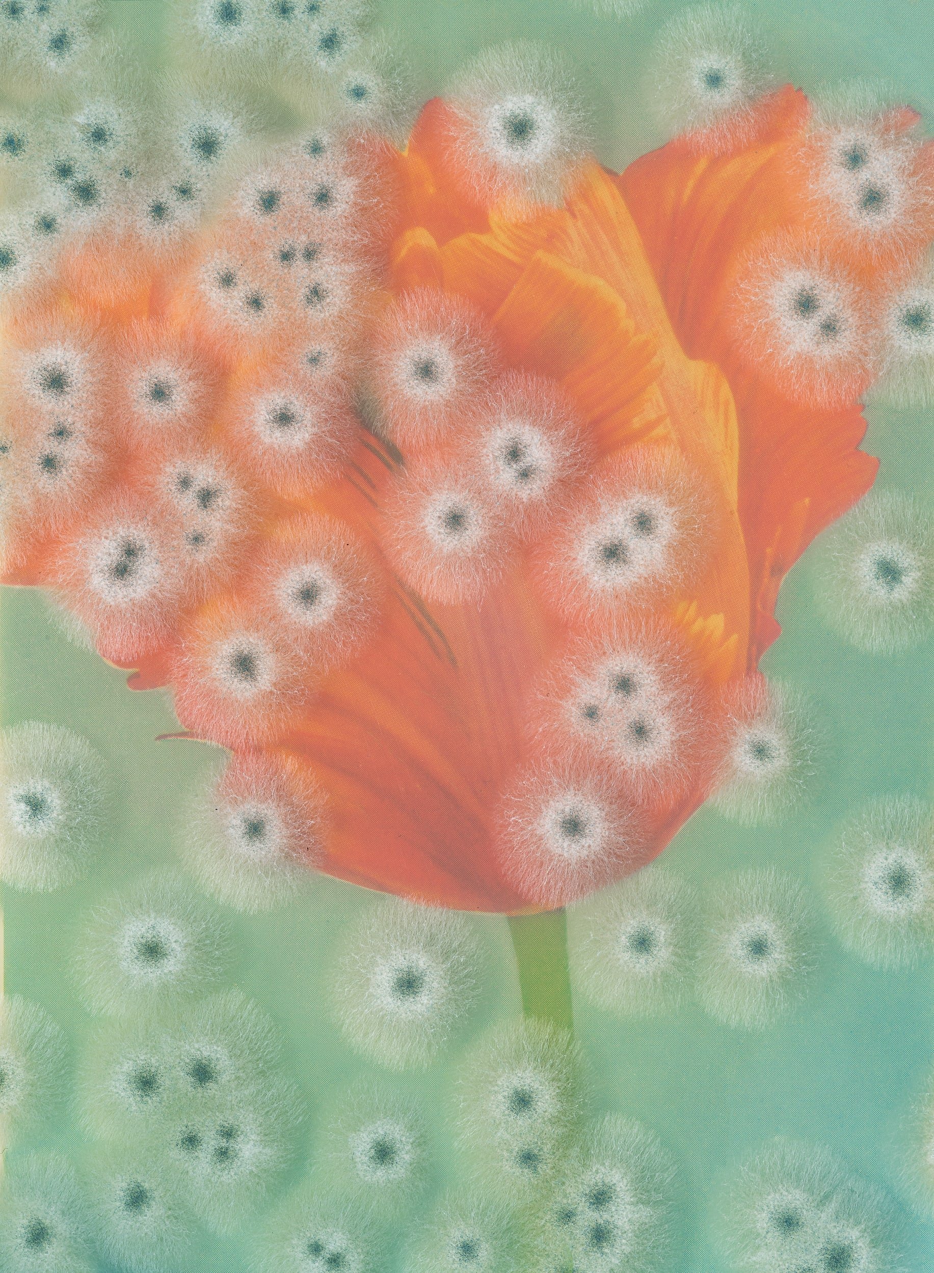 Image: Aspergillus #12 - Parrot Tulip 'Orange Favourite'