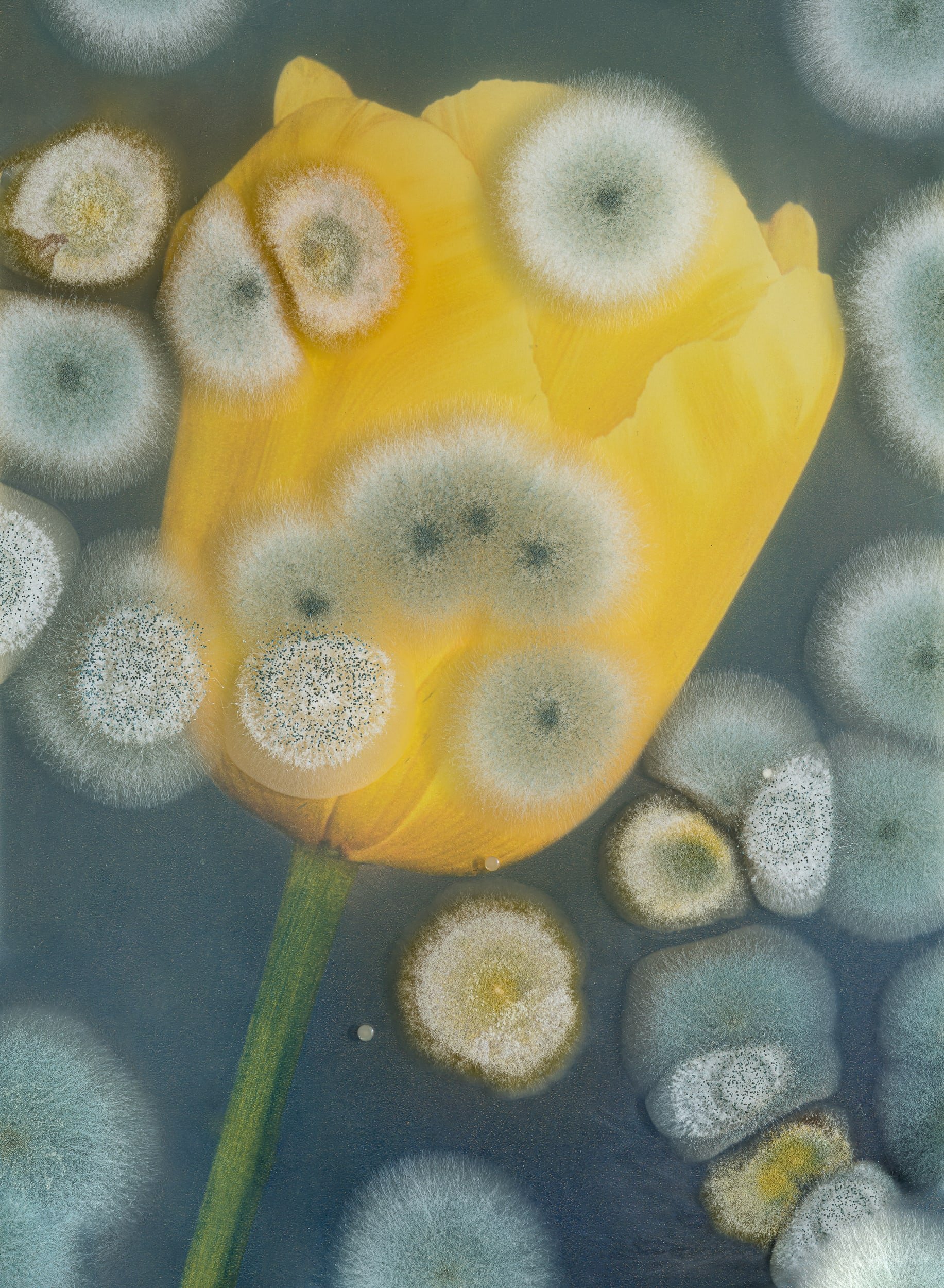 Image: Aspergillus #14 - Darwin Tulip 'Sweet Harmony'