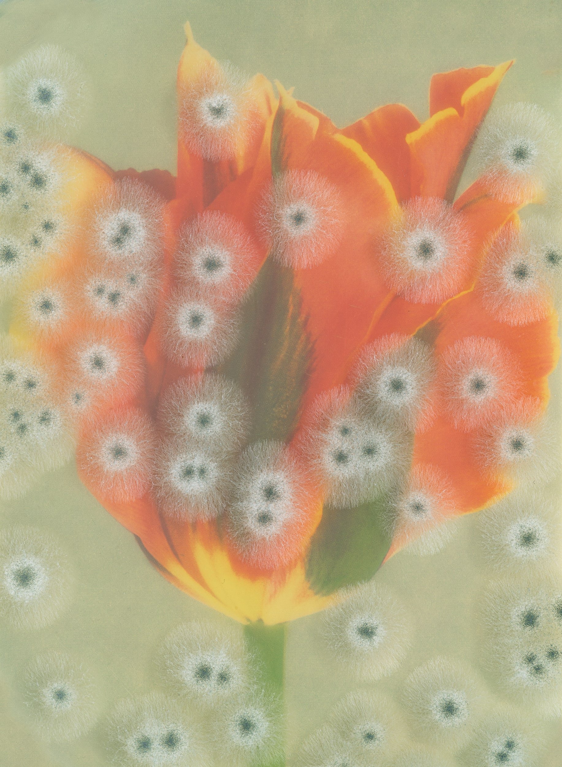 Image: Aspergillus #17 - Cottage Tulip 'Artist'