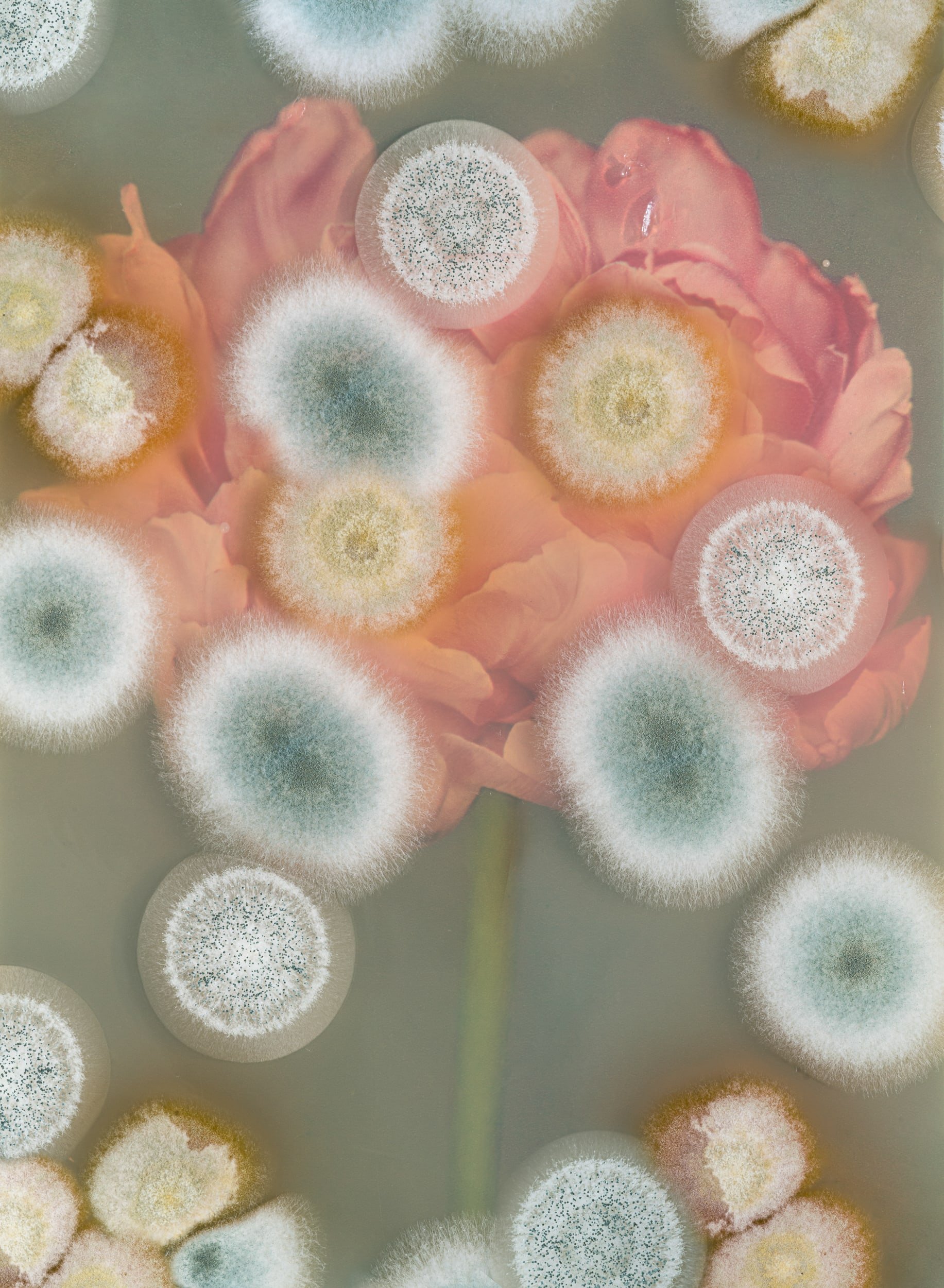 Image: Aspergillus #18 - Double Late Tulip 'Eros'