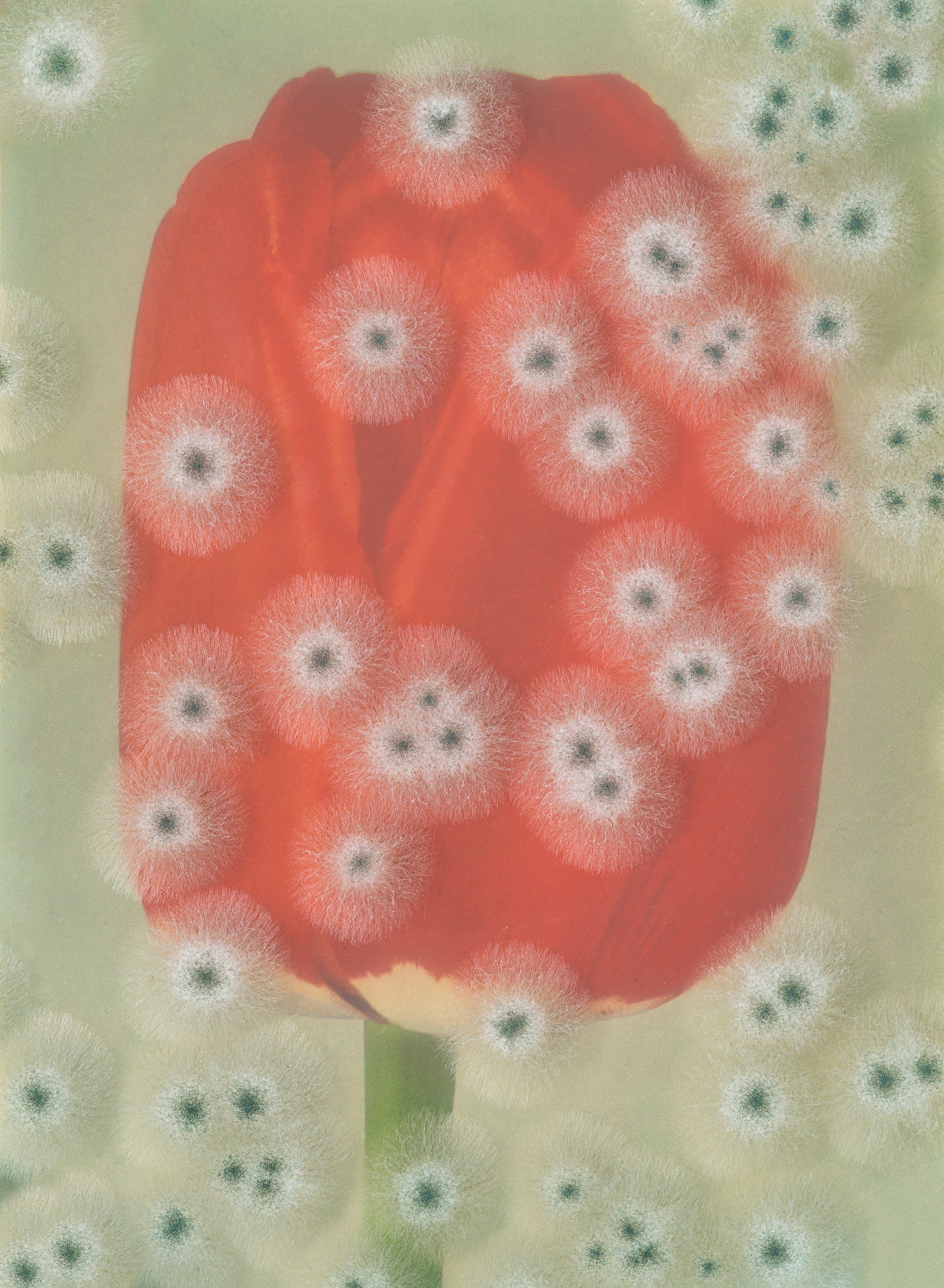 Image: Aspergillus #19 - Darwin Tulip 'Spring Song'
