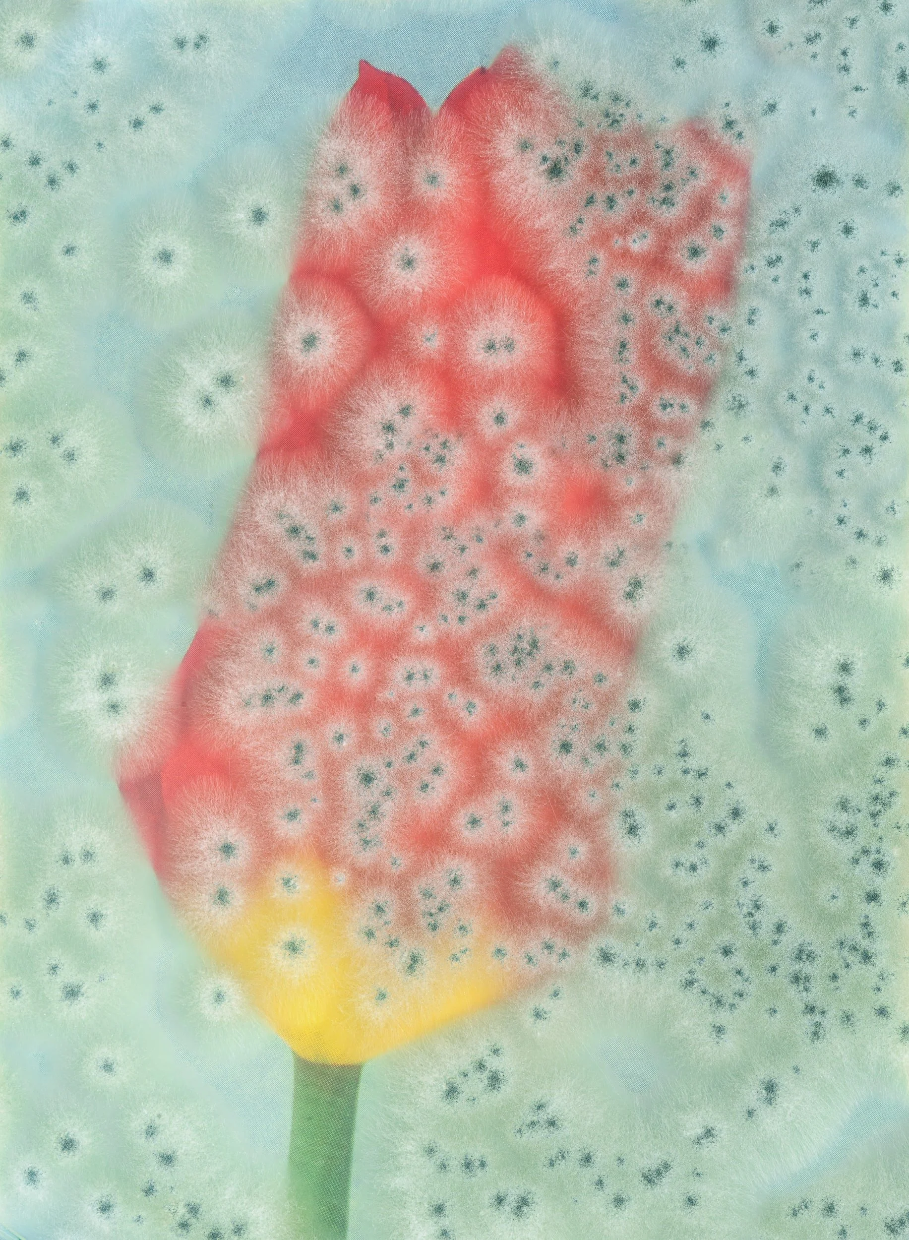 Aspergillus #26 - Fosteriana Tulip 'Red Emperor'.jpg