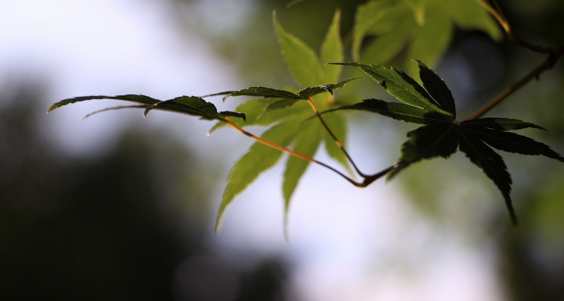 leaf-888478_1920.jpg