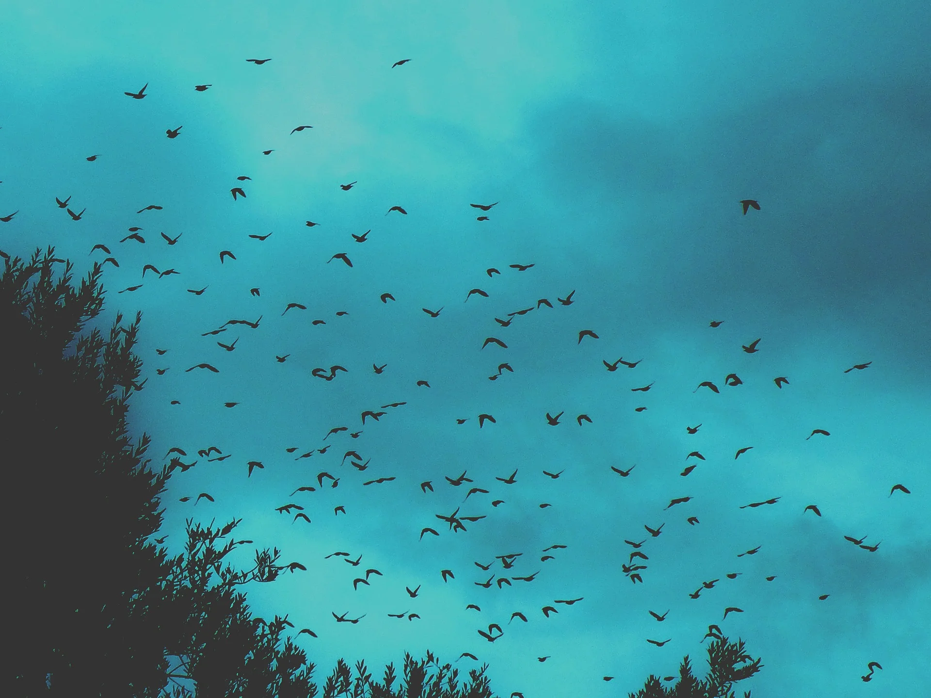      

 
   I dreamt I was standing at the top of a very high tower, alone, looking down upon myriads of birds all flying in one direction; every kind of bird was there, all the birds in the world. It was a noble sight, this vast aerial river of bird