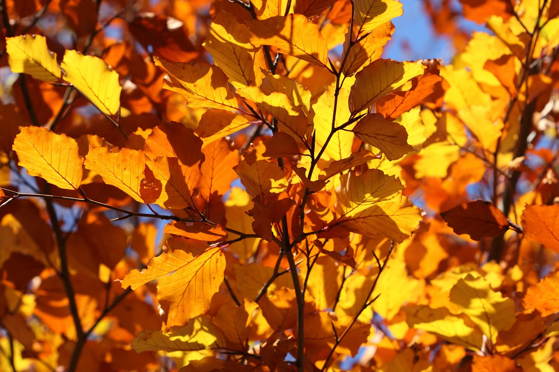     

 
   Nature's first green is gold, Her hardest hue to hold. Her early leaf's a flower; But only so an hour. Then leaf subsides to leaf. So Eden sank to grief, So dawn goes down to day. Nothing gold can stay.   -- Robert Frost 
 














