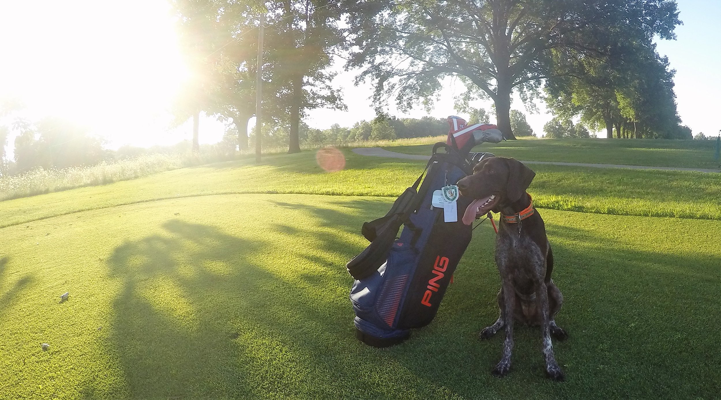 Penny in a rare still moment after a driving range session.