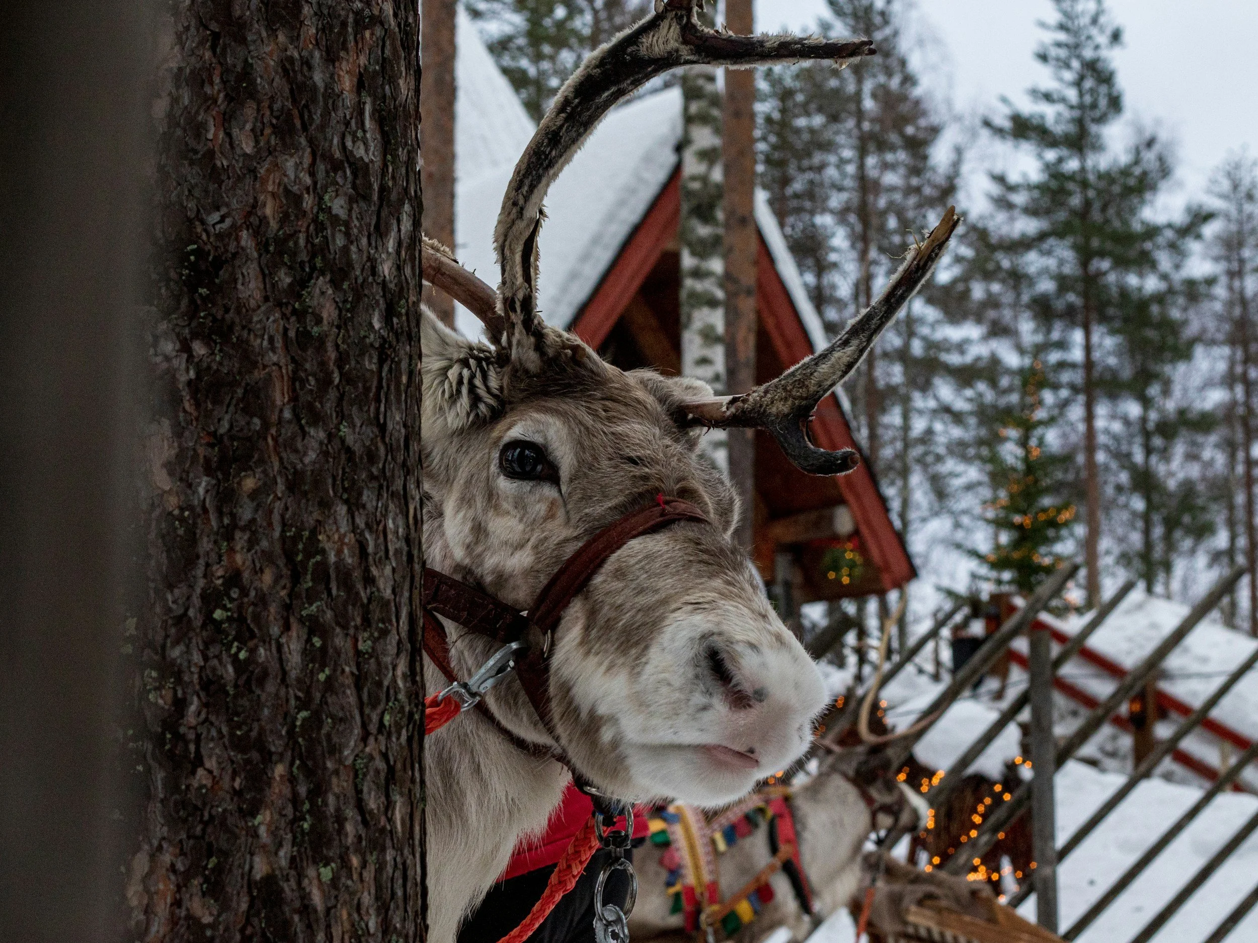 Freshmen Trip to the Reindeer Farm! 