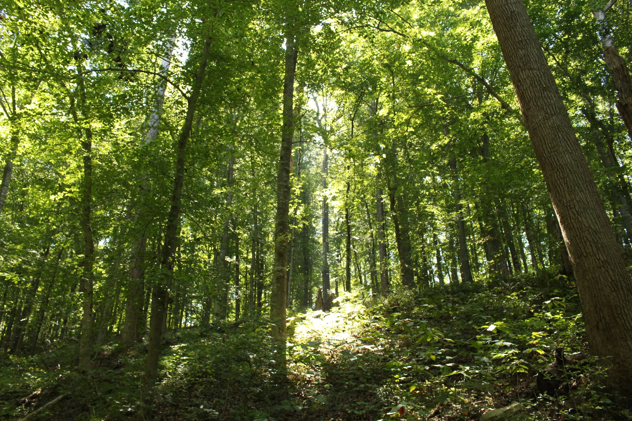 Mammoth Cave Camping Trip