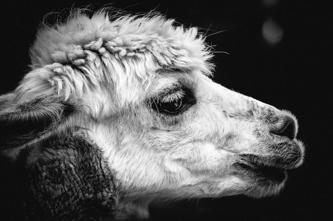 Sustainable softness, cruelty-free comfort & just gorgeous animals