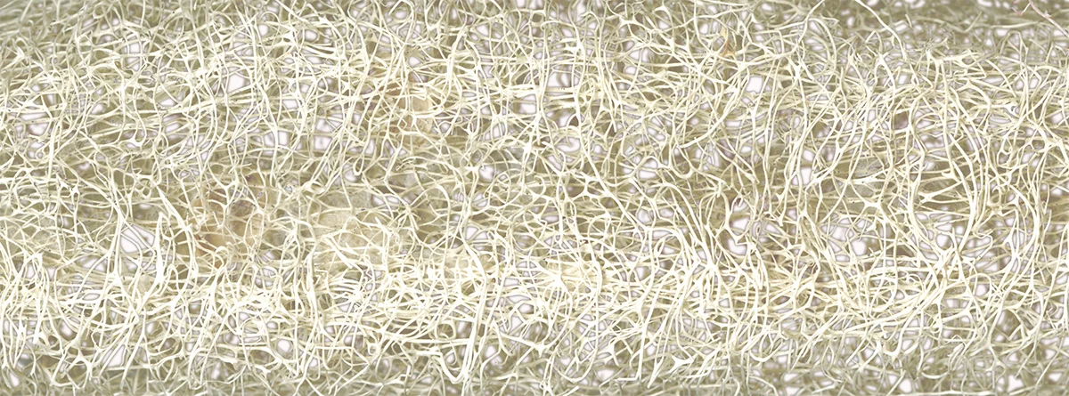 study_texture_loofa.jpg