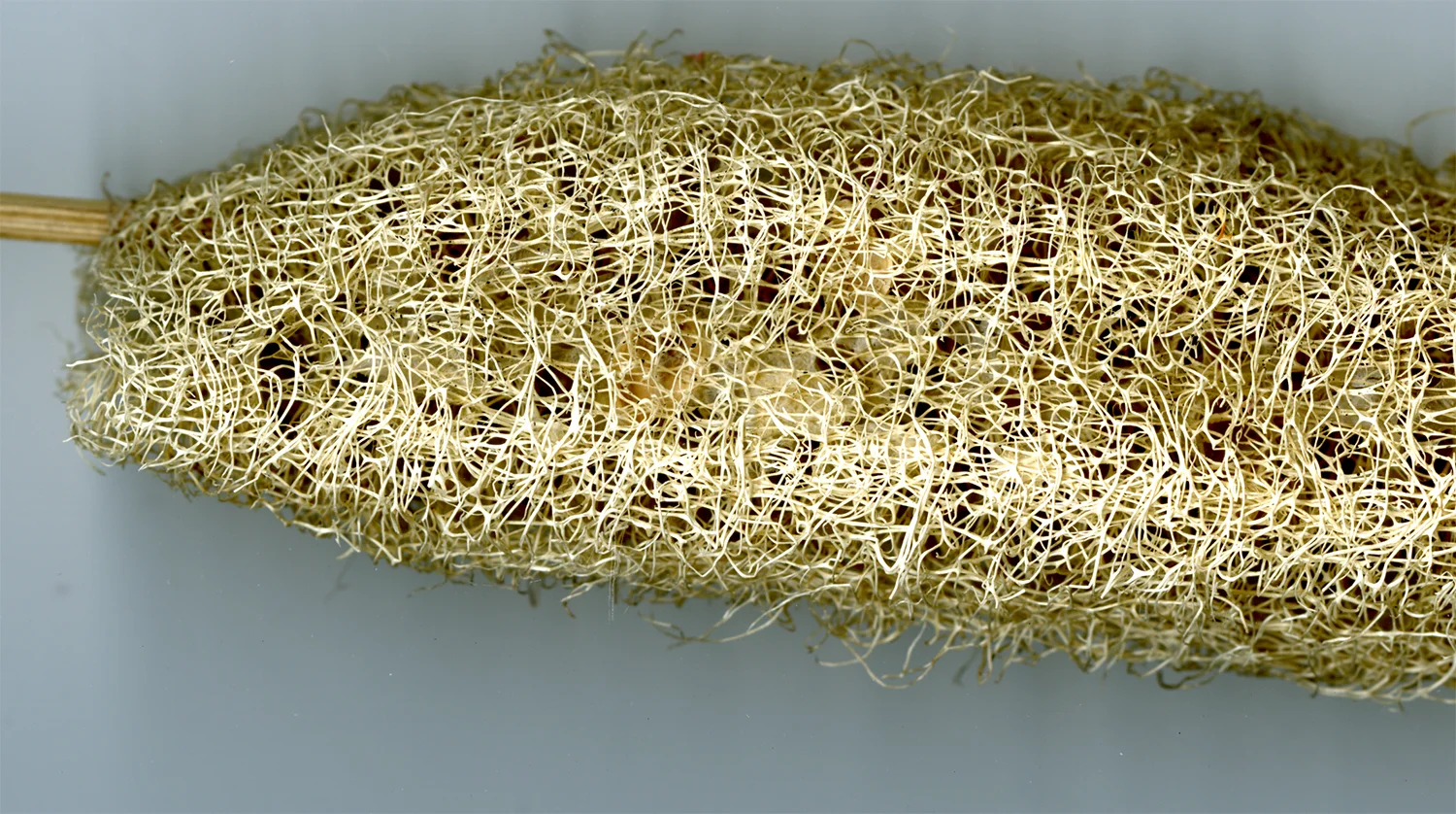 study_texture_loofastick.jpg