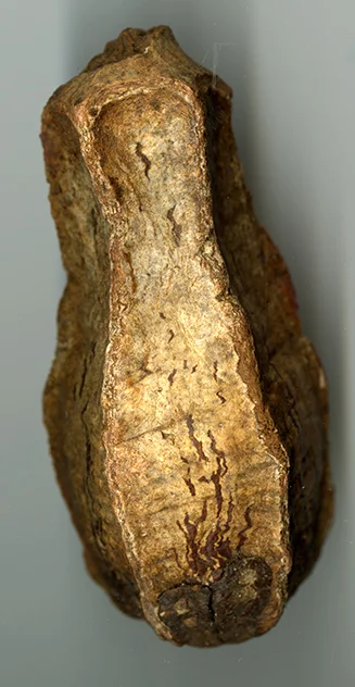 study_texture_woodpod.jpg