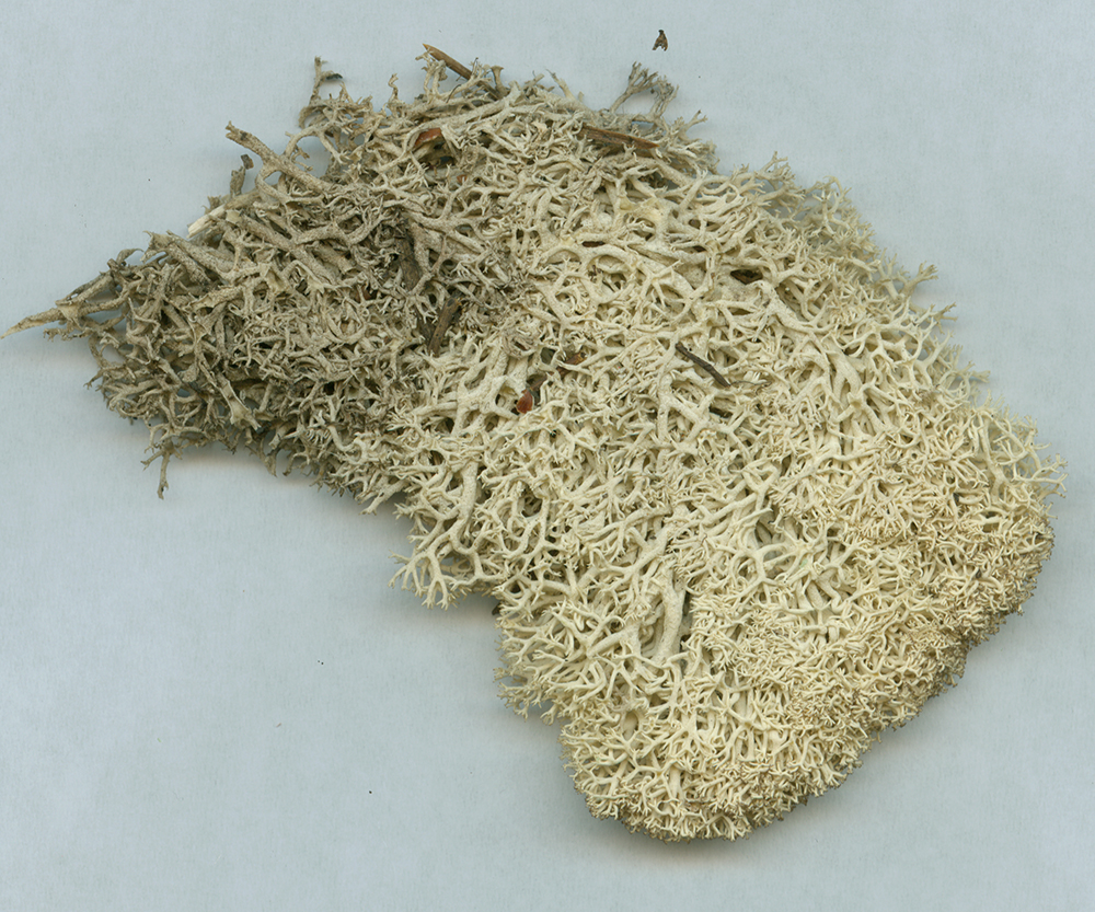 study_texture_whitemoss.jpg