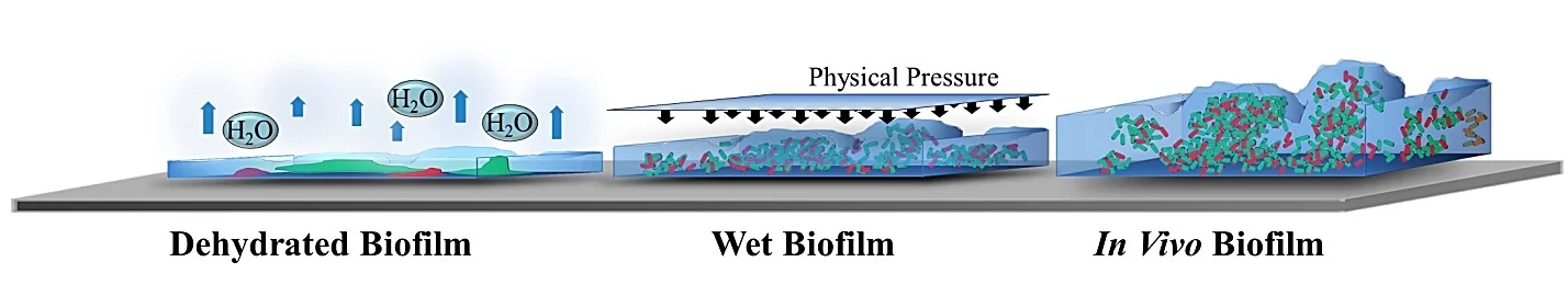 Graphical Abstract